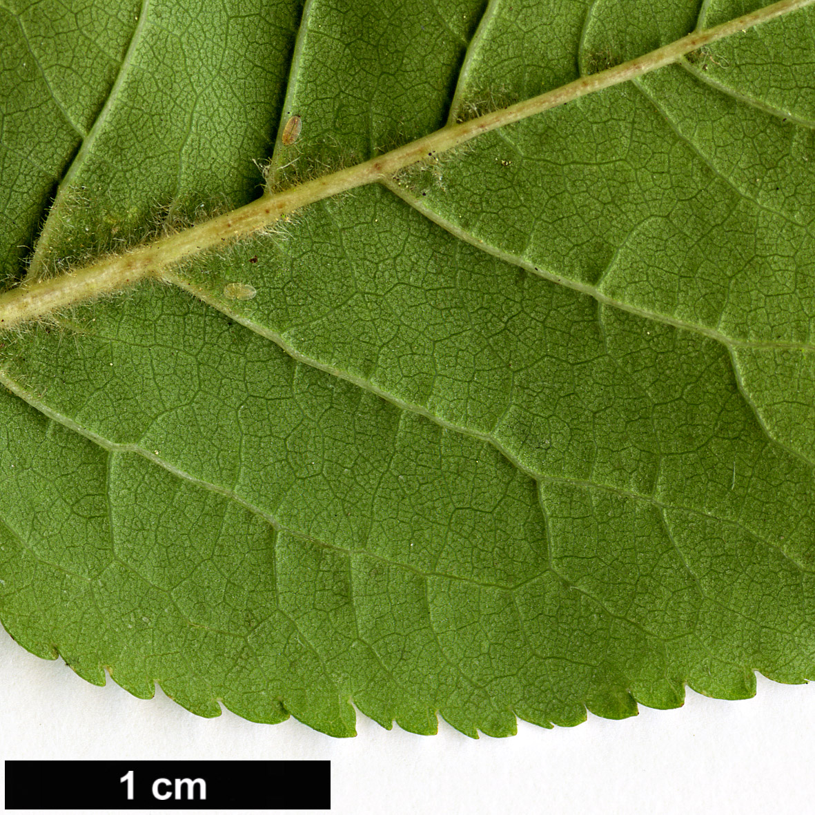 High resolution image: Family: Rosaceae - Genus: Prunus - Taxon: cerasifera