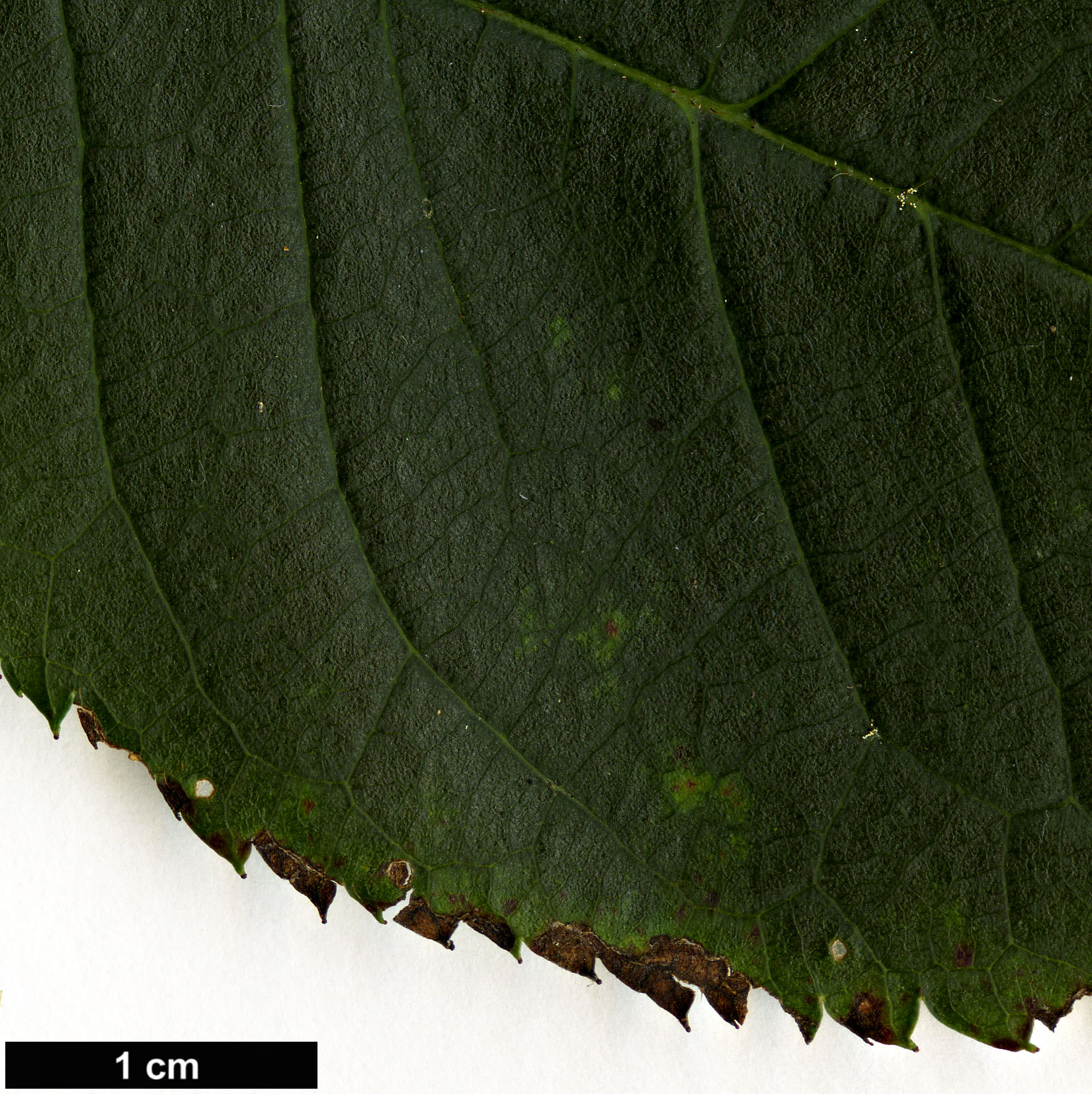 High resolution image: Family: Rosaceae - Genus: Prunus - Taxon: cerasoides High resolution image: Family: Rosaceae - Genus: Prunus - Taxon: cerasoides
