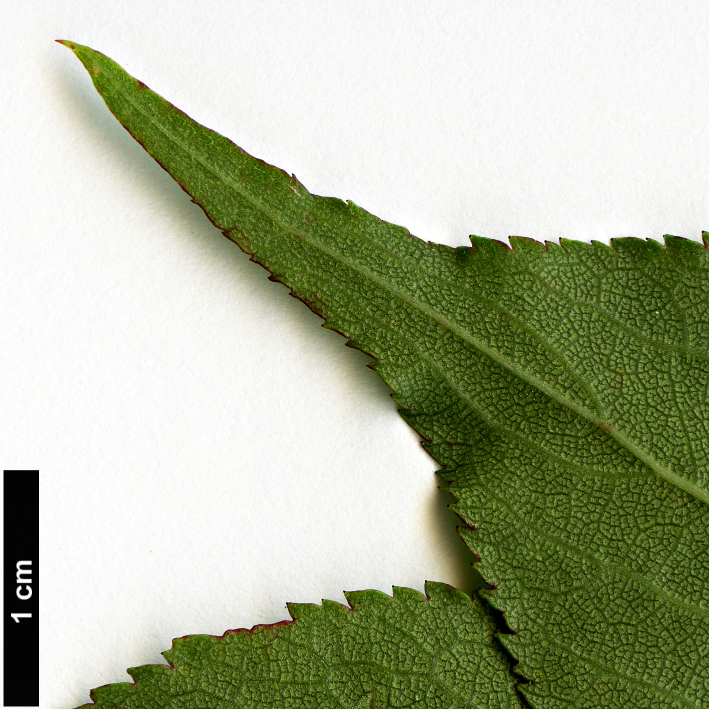 High resolution image: Family: Rosaceae - Genus: Prunus - Taxon: mume - SpeciesSub: ‘Beni-chidori’