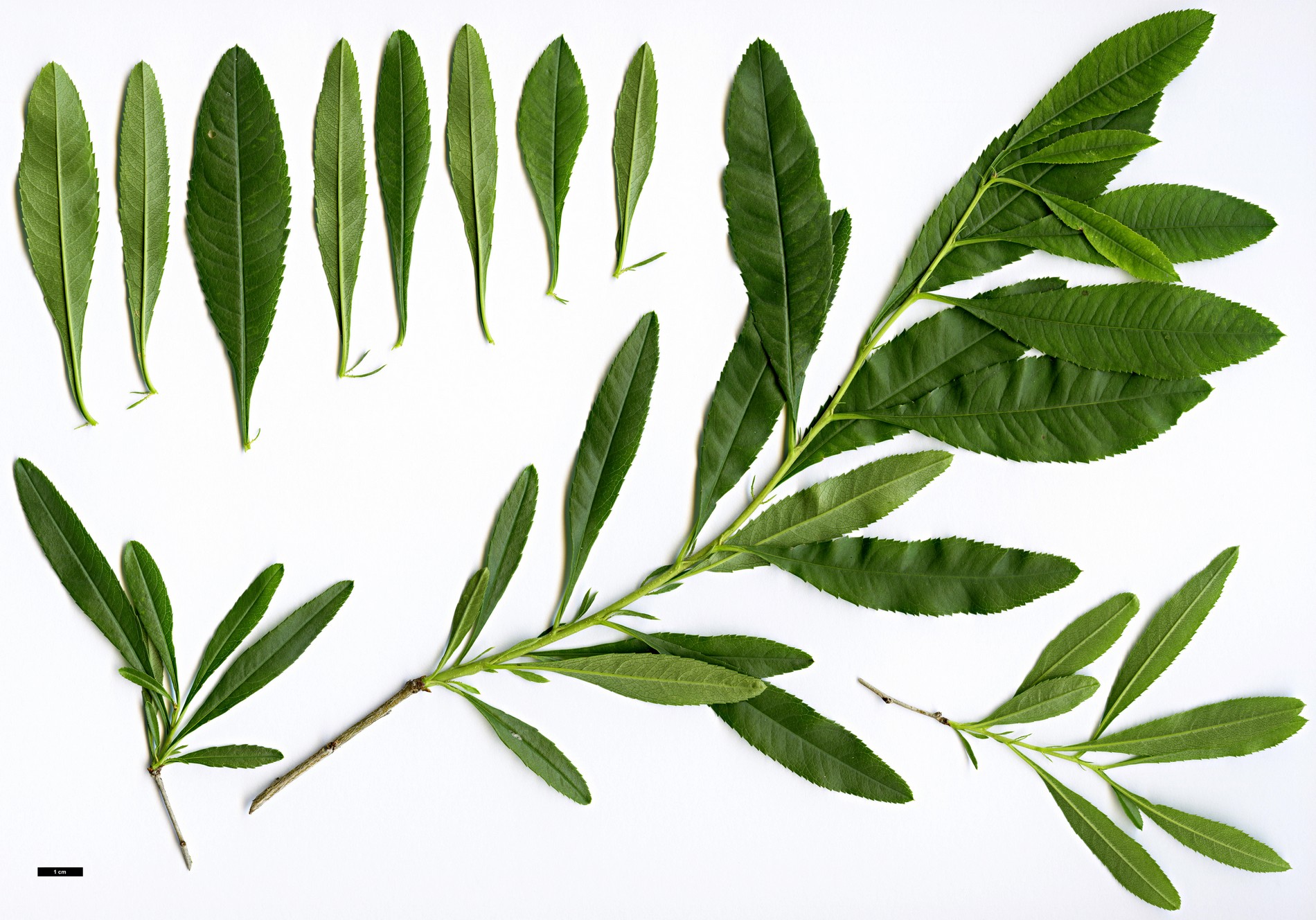 High resolution image: Family: Rosaceae - Genus: Prunus - Taxon: tenella