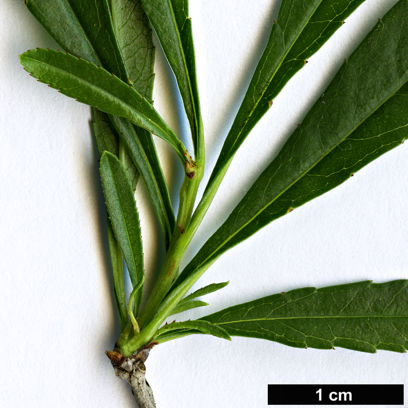 High resolution image: Family: Rosaceae - Genus: Prunus - Taxon: tenella