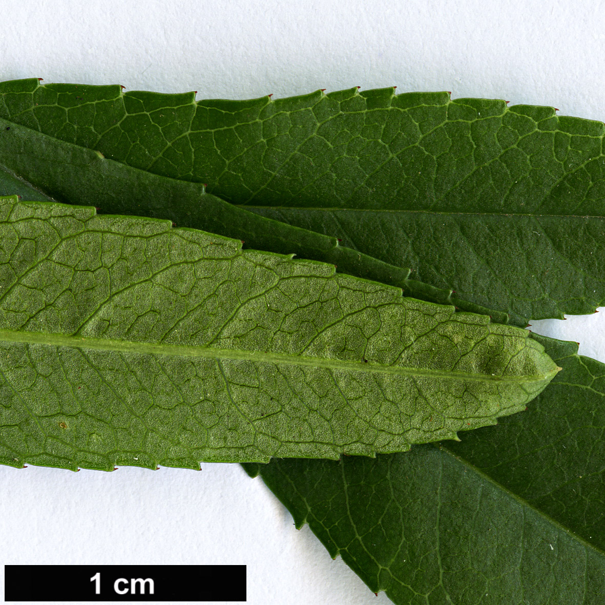 High resolution image: Family: Rosaceae - Genus: Prunus - Taxon: tenella
