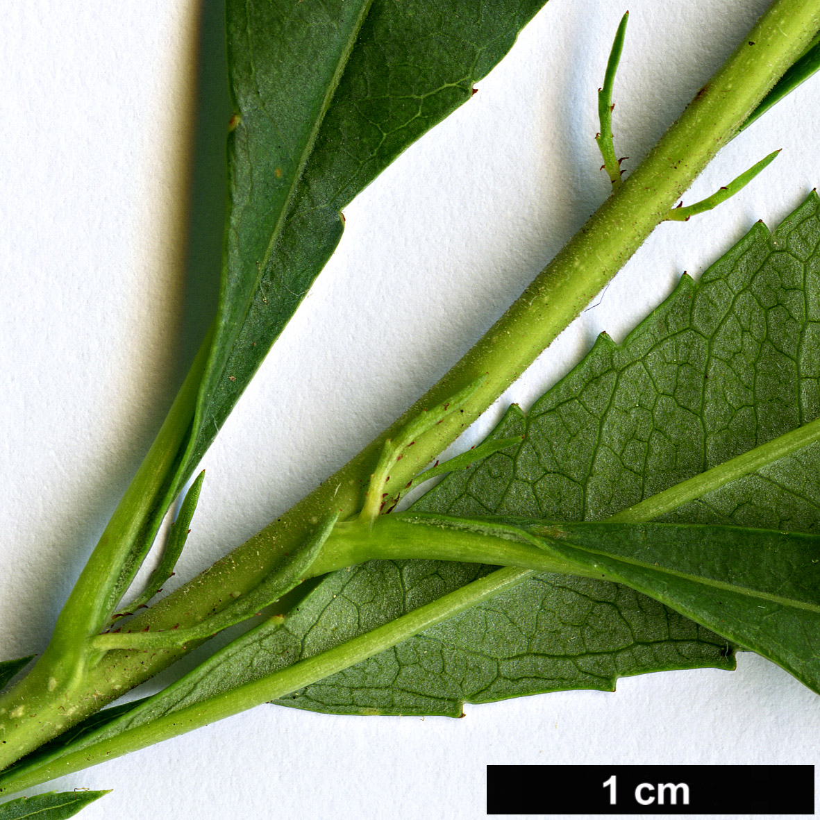 High resolution image: Family: Rosaceae - Genus: Prunus - Taxon: tenella