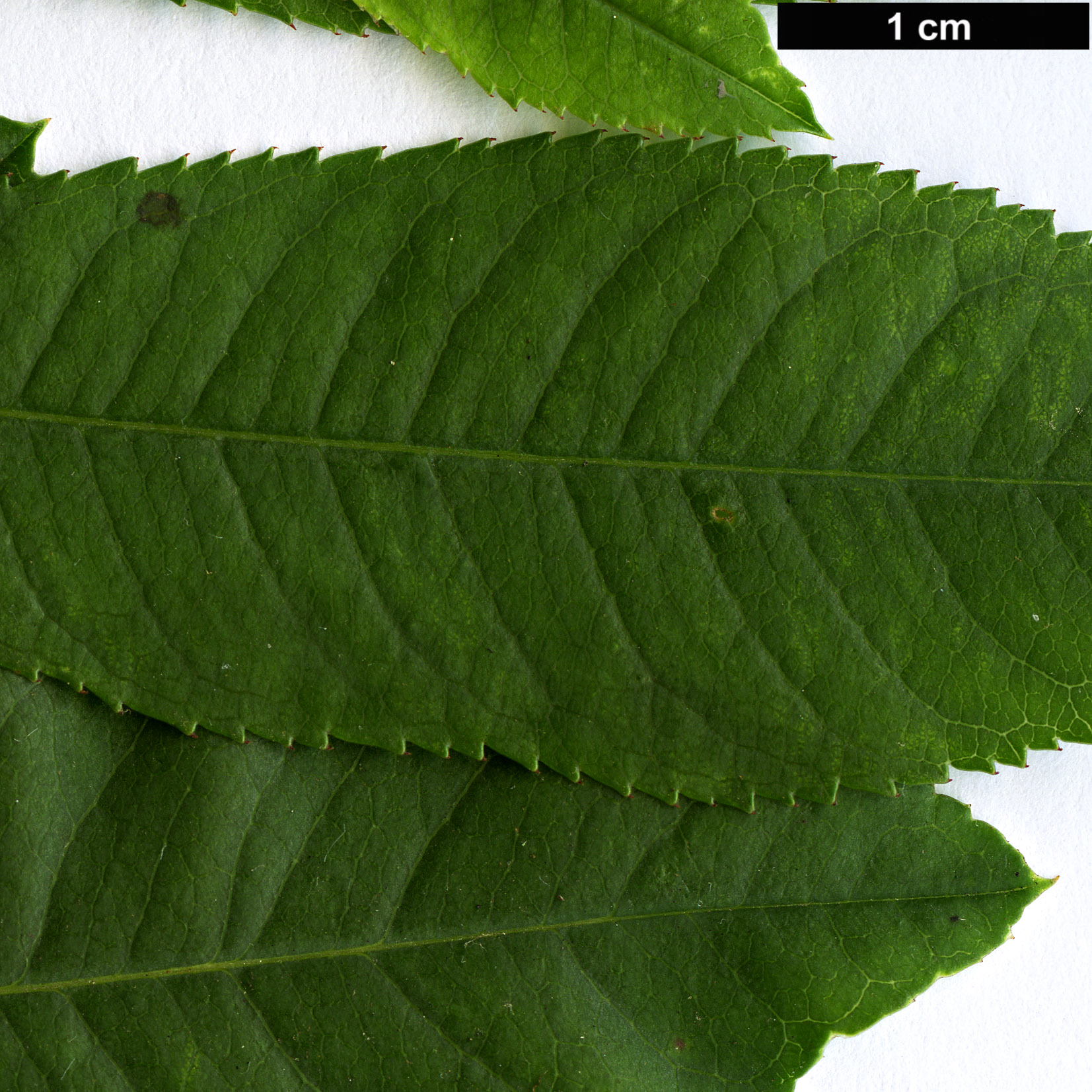 High resolution image: Family: Rosaceae - Genus: Prunus - Taxon: tenella