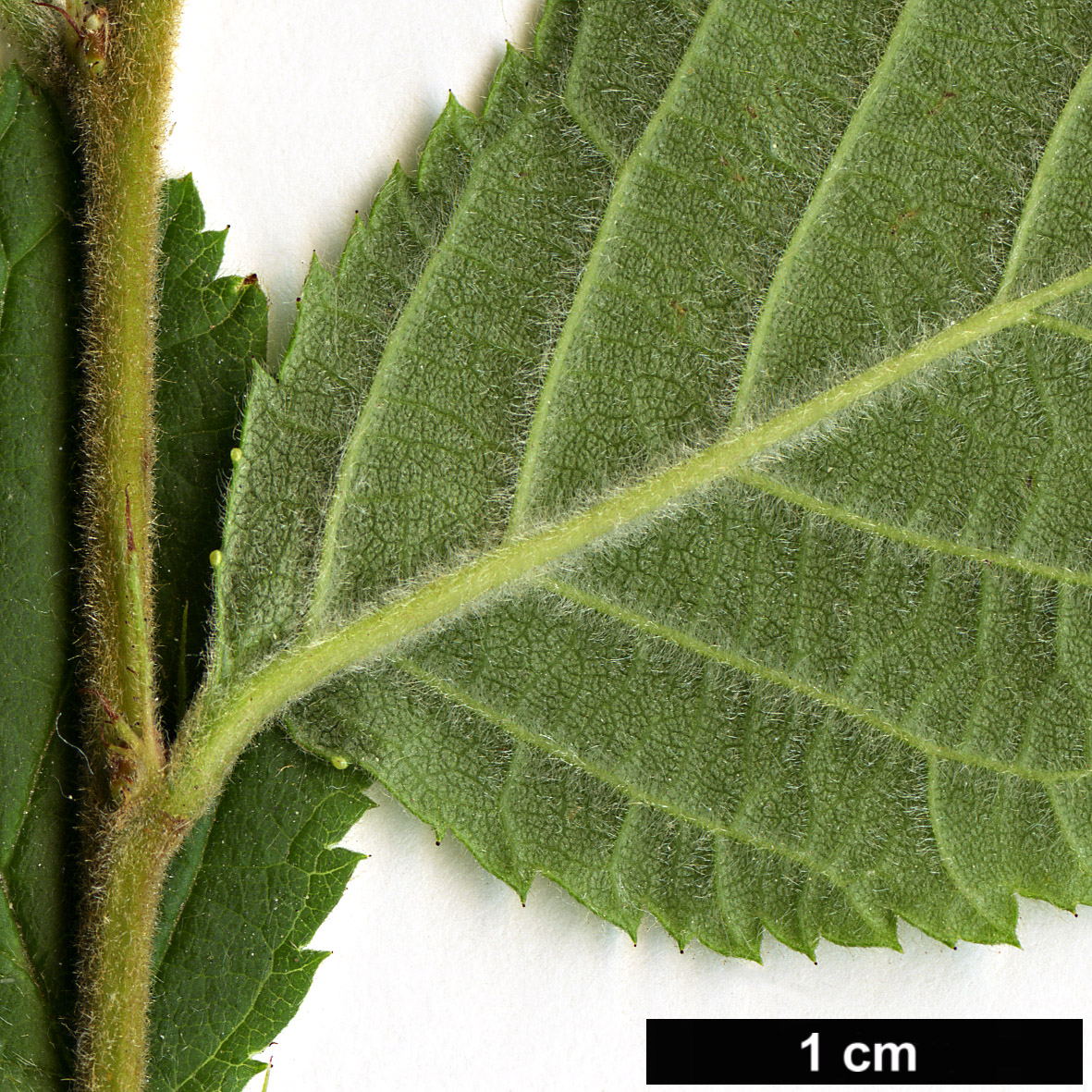 High resolution image: Family: Rosaceae - Genus: Prunus - Taxon: tomentosa