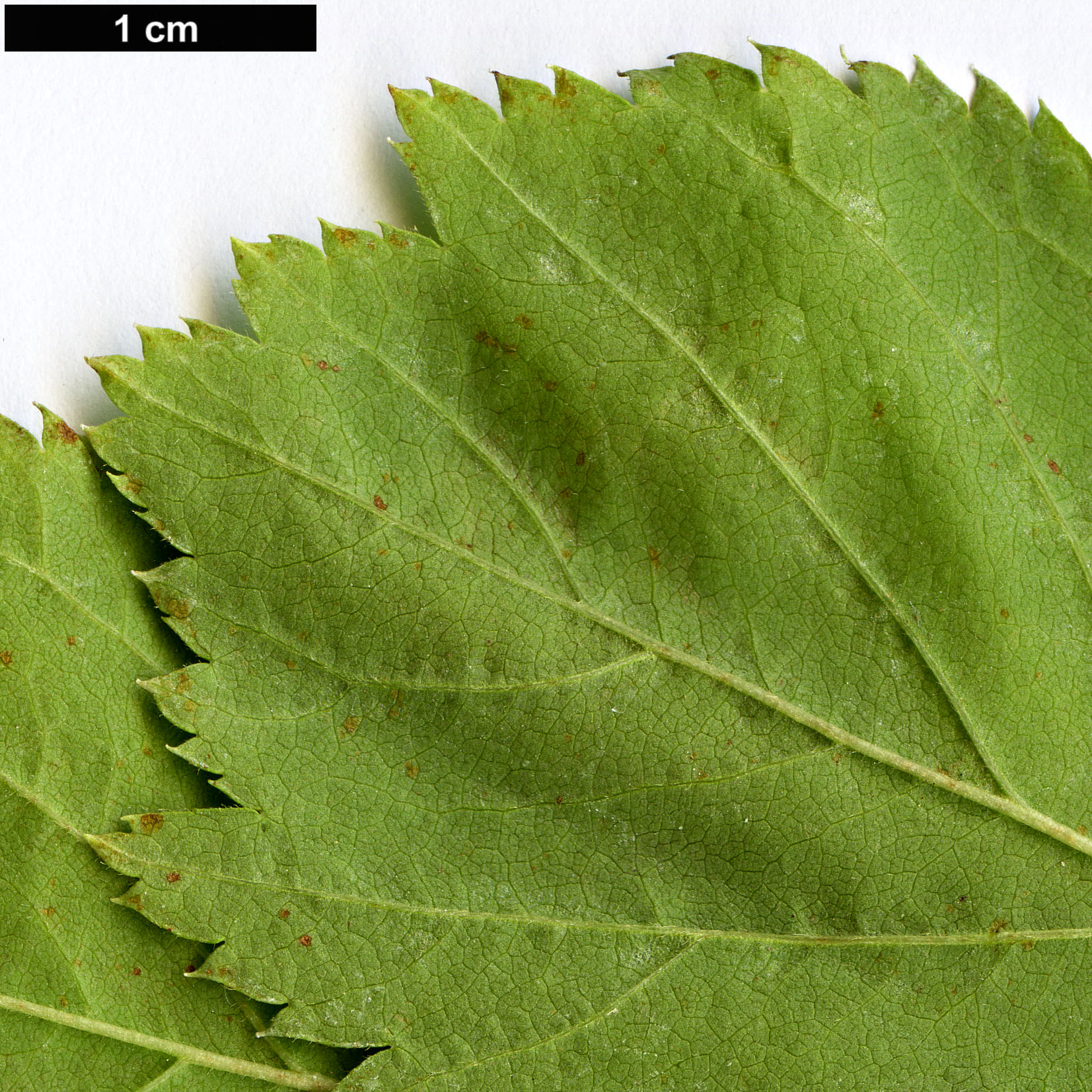 High resolution image: Family: Rosaceae - Genus: Prunus - Taxon: ulmifolia High resolution image: Family: Rosaceae - Genus: Prunus - Taxon: ulmifolia