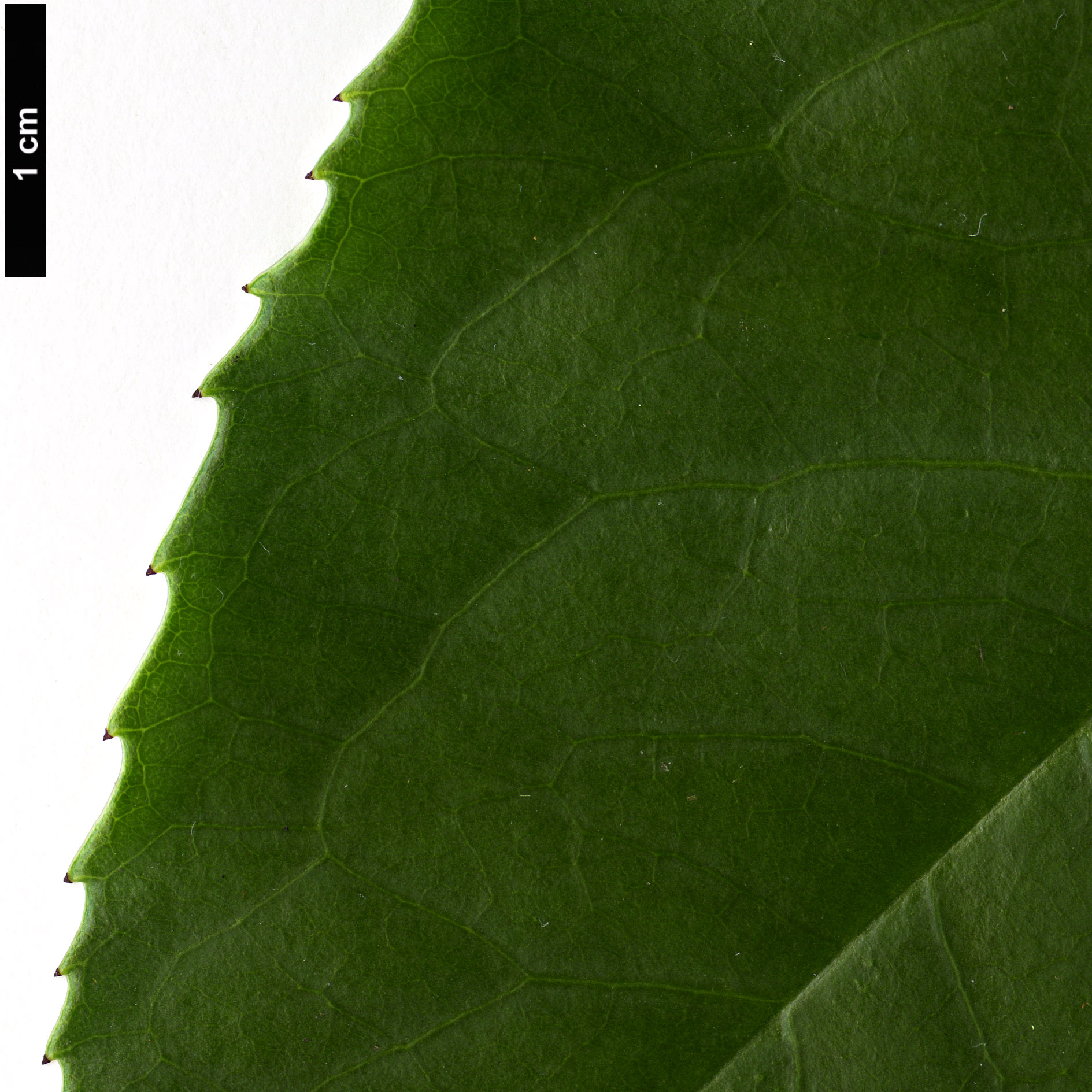 High resolution image: Family: Rosaceae - Genus: Prunus - Taxon: zippeliana