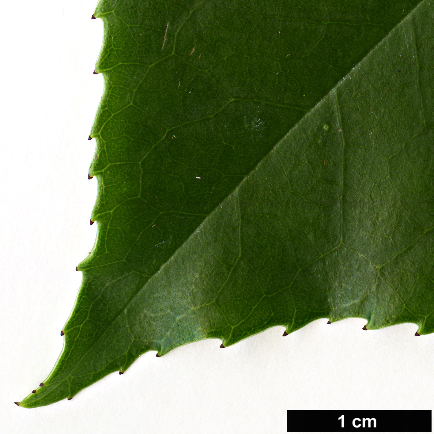 High resolution image: Family: Rosaceae - Genus: Prunus - Taxon: zippeliana