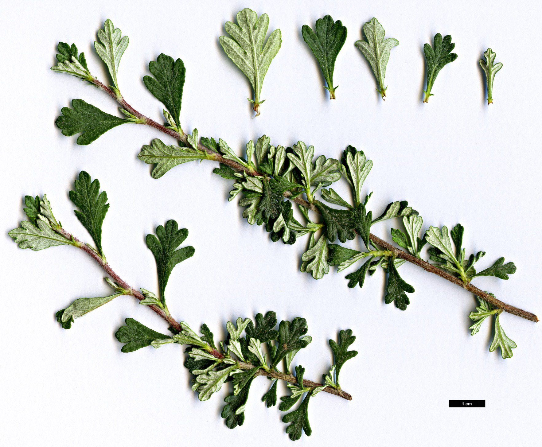 High resolution image: Family: Rosaceae - Genus: Purshia - Taxon: mexicana High resolution image: Family: Rosaceae - Genus: Purshia - Taxon: mexicana