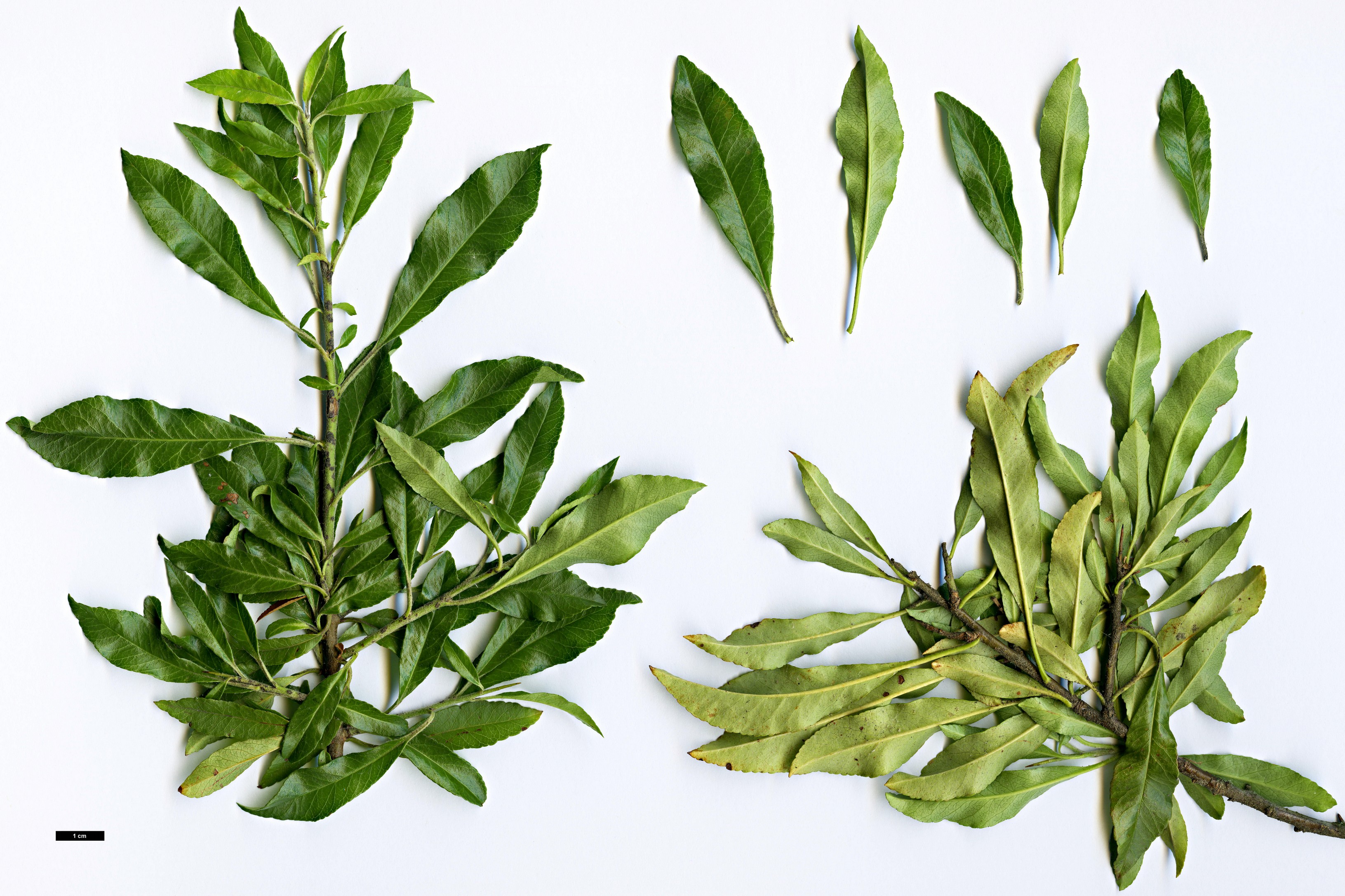 High resolution image: Family: Rosaceae - Genus: Pyracantha - Taxon: coccinea High resolution image: Family: Rosaceae - Genus: Pyracantha - Taxon: coccinea