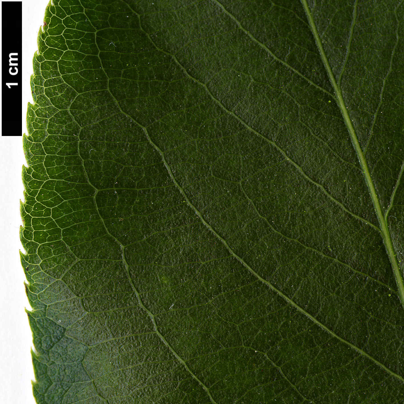 High resolution image: Family: Rosaceae - Genus: Pyrus - Taxon: serrulata