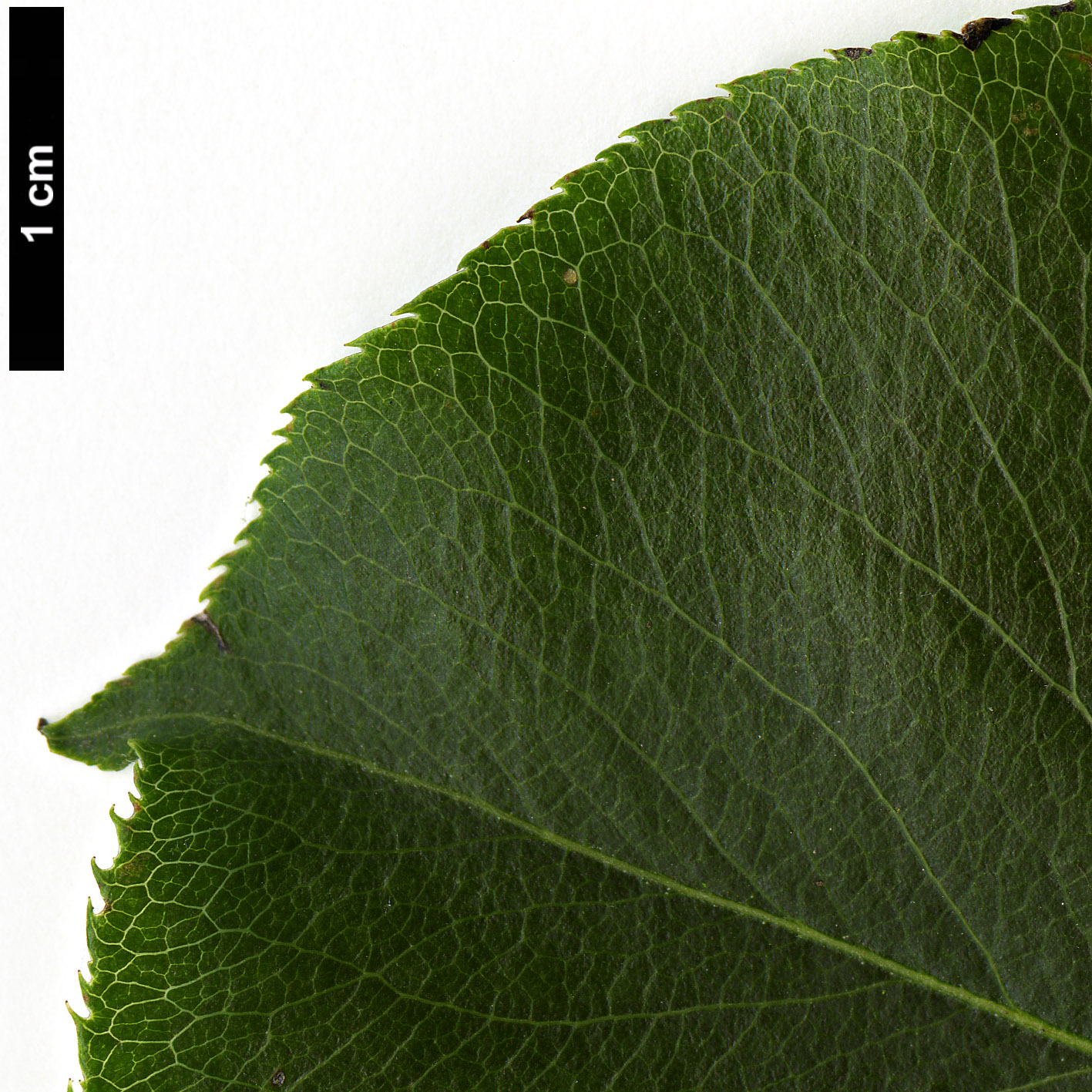 High resolution image: Family: Rosaceae - Genus: Pyrus - Taxon: serrulata