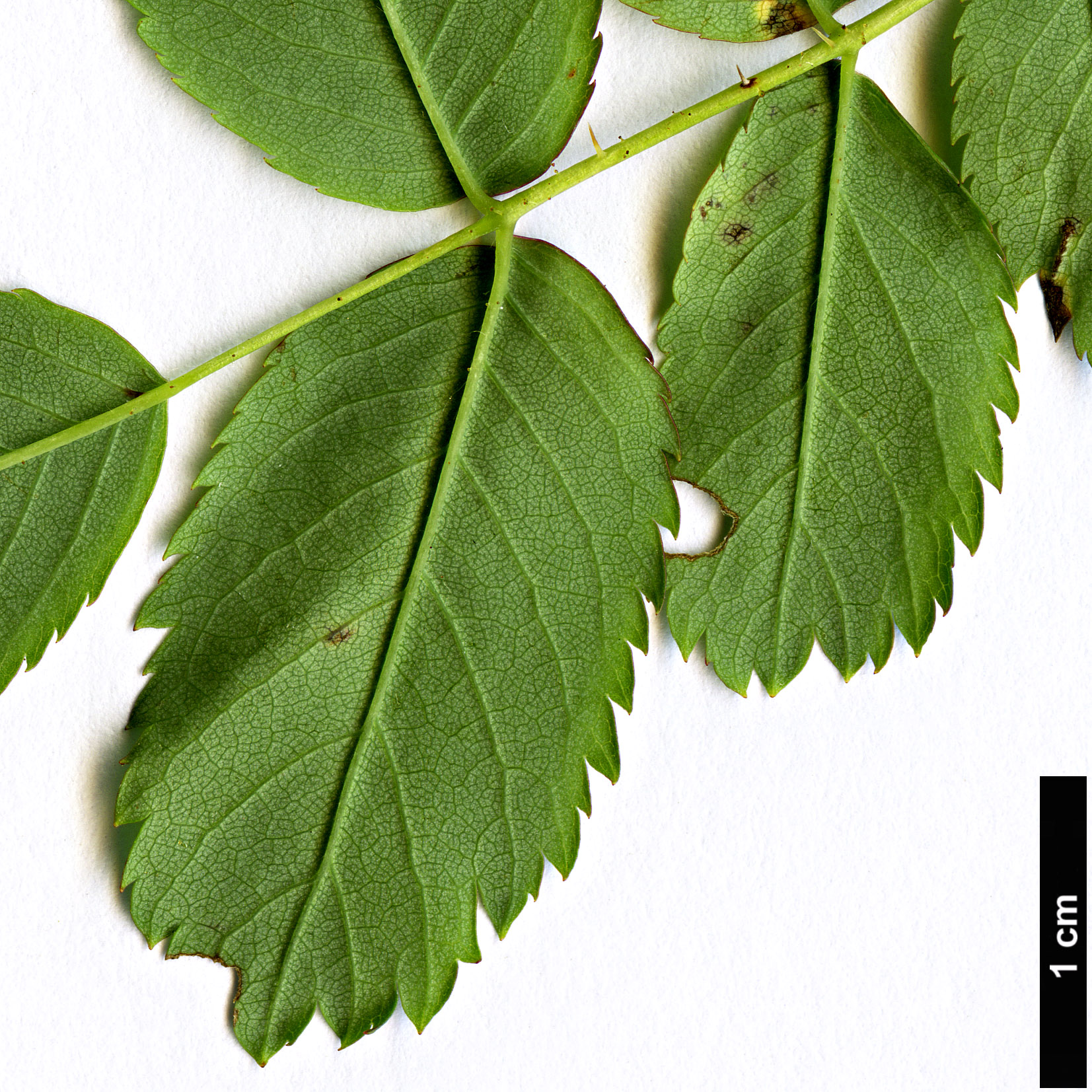 High resolution image: Family: Rosaceae - Genus: Rosa - Taxon: arkansana