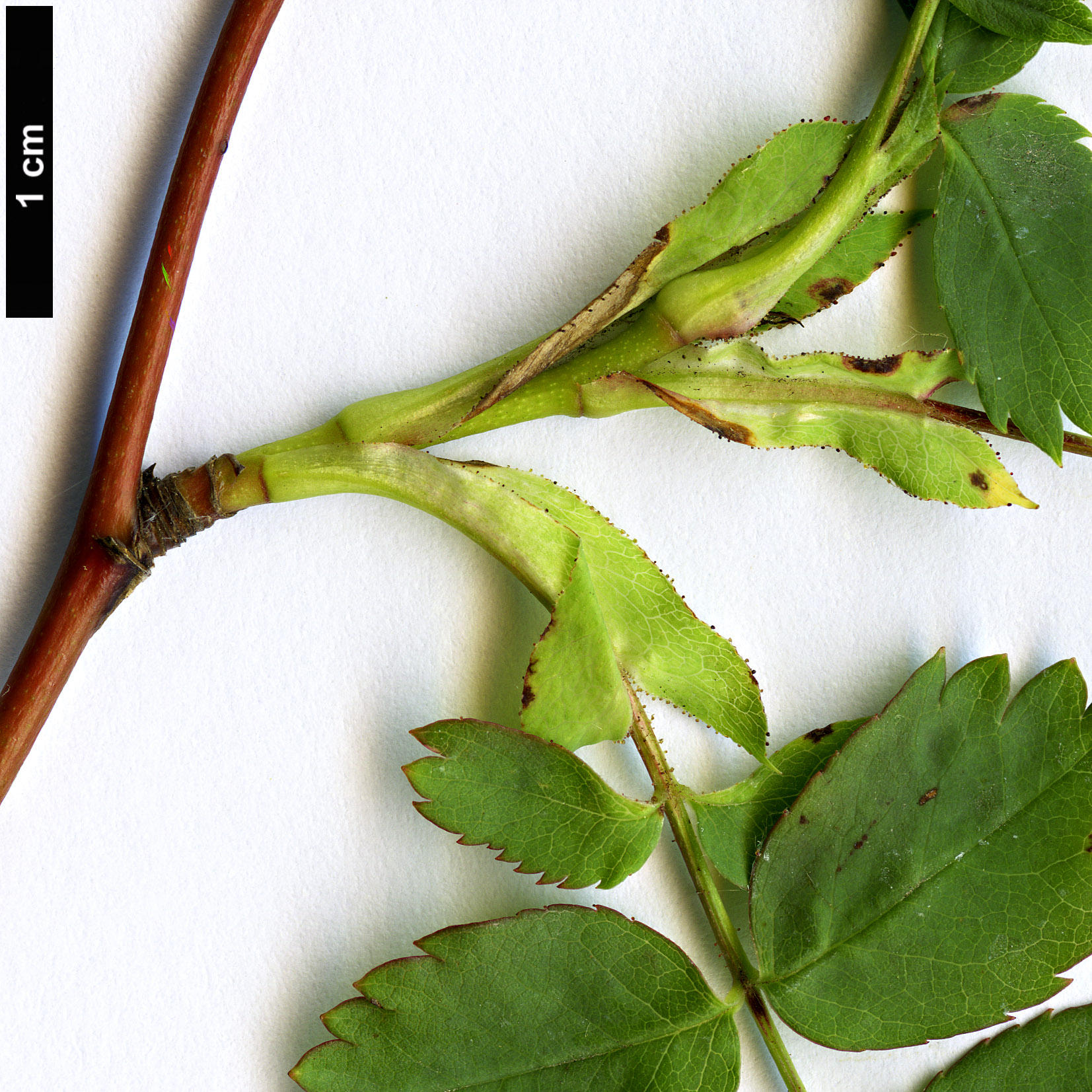 High resolution image: Family: Rosaceae - Genus: Rosa - Taxon: arkansana