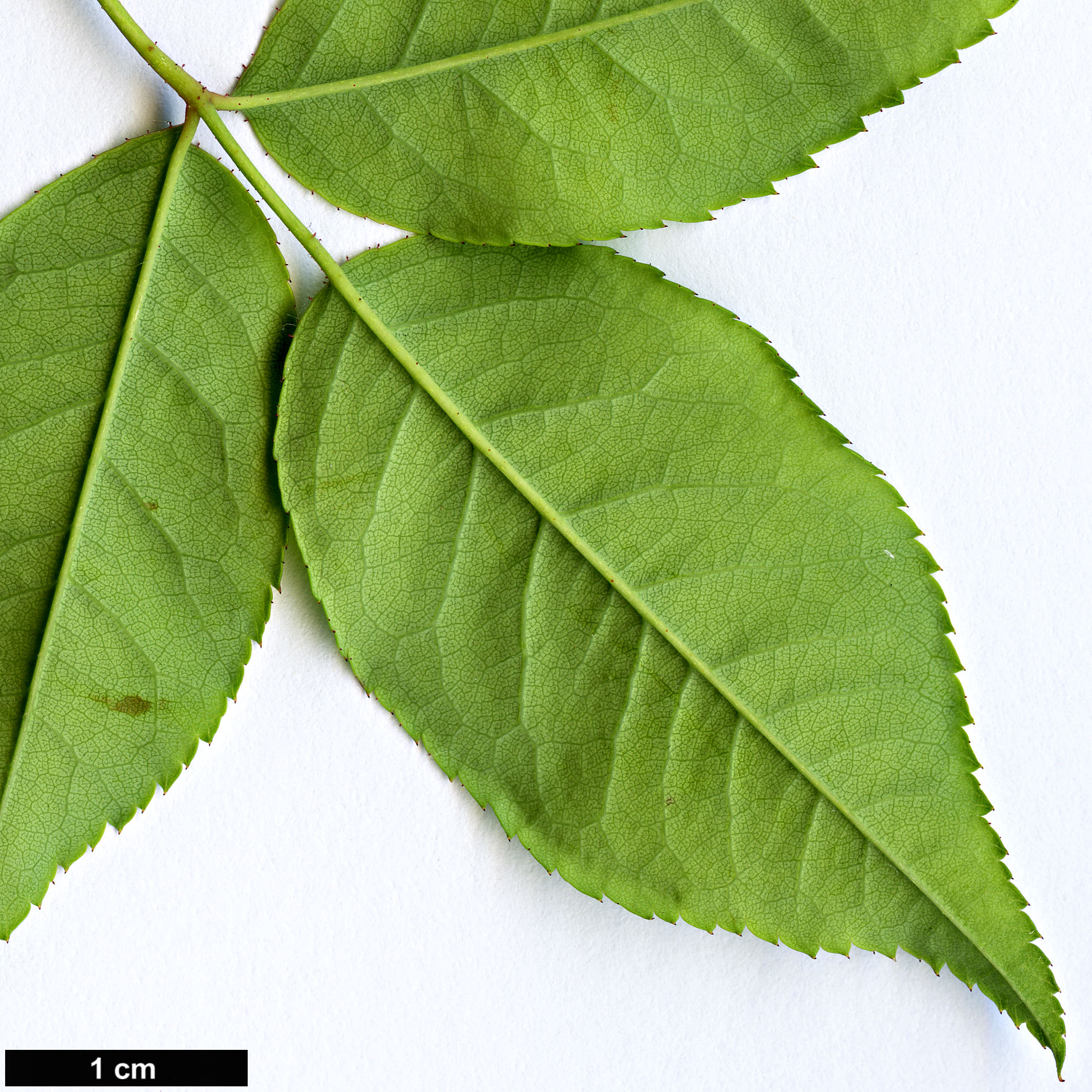 High resolution image: Family: Rosaceae - Genus: Rosa - Taxon: arvensis