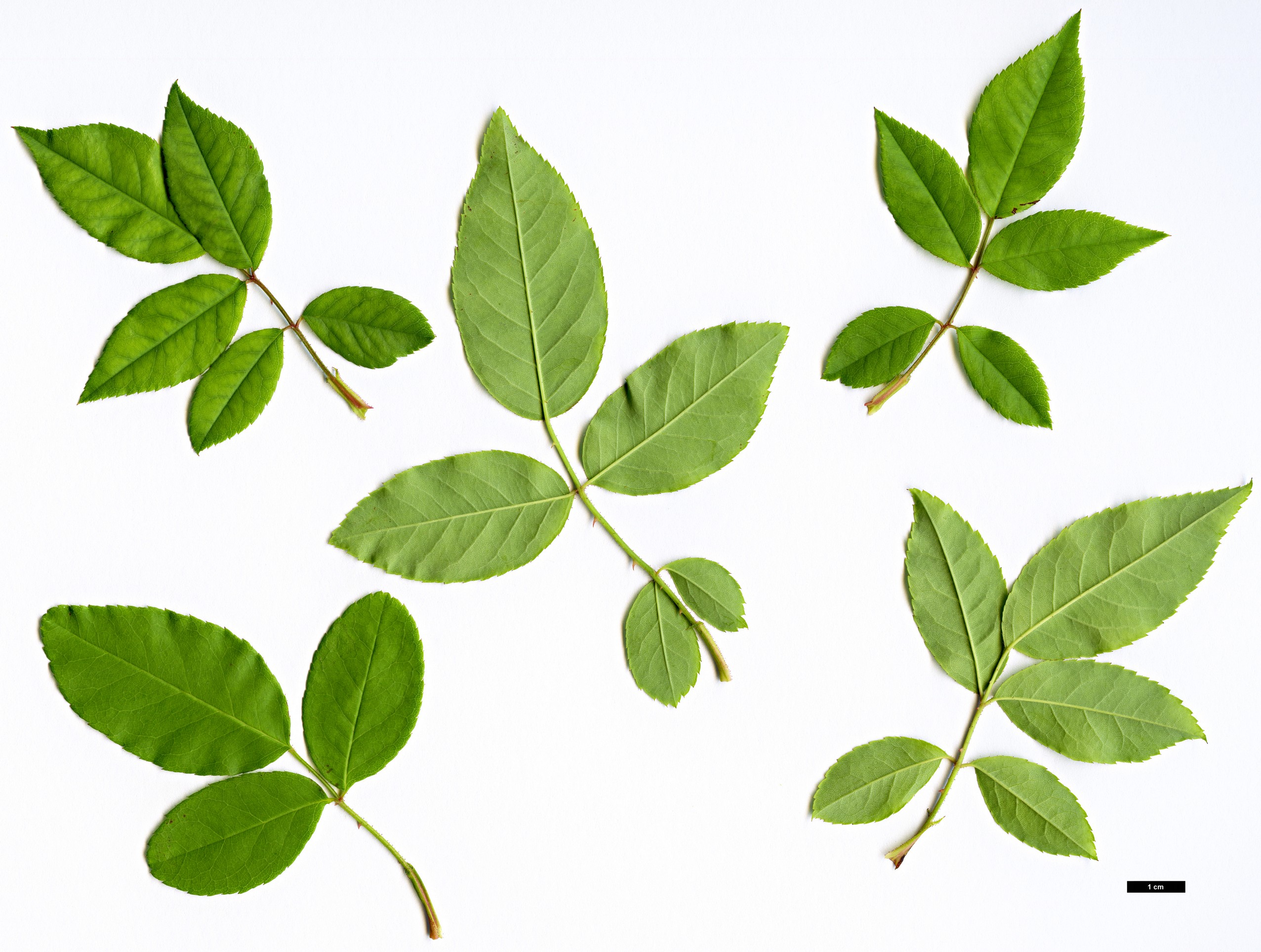 High resolution image: Family: Rosaceae - Genus: Rosa - Taxon: arvensis