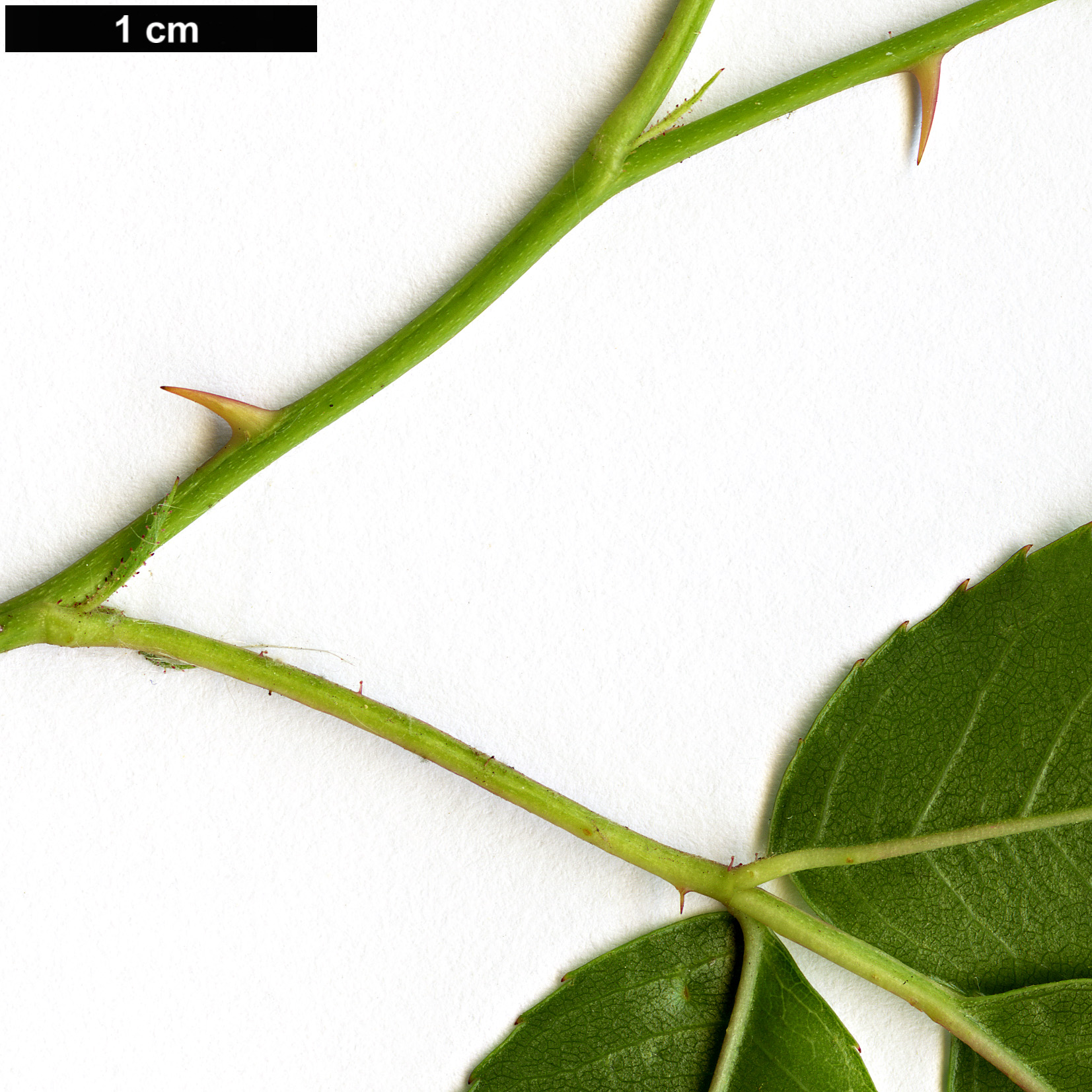 High resolution image: Family: Rosaceae - Genus: Rosa - Taxon: banksiae