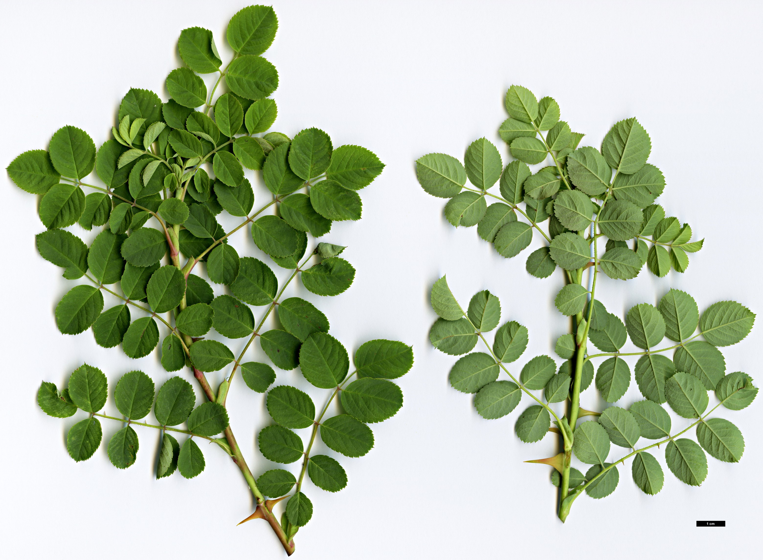 High resolution image: Family: Rosaceae - Genus: Rosa - Taxon: banksiopsis