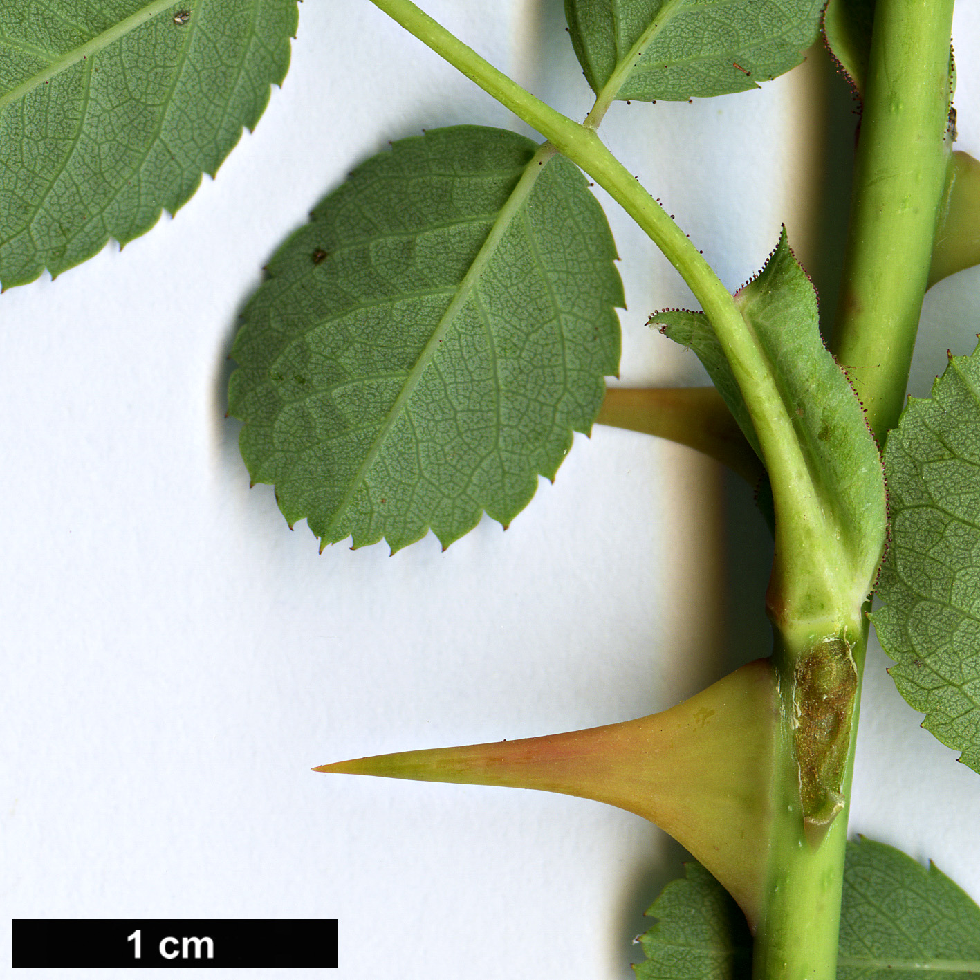 High resolution image: Family: Rosaceae - Genus: Rosa - Taxon: banksiopsis High resolution image: Family: Rosaceae - Genus: Rosa - Taxon: banksiopsis