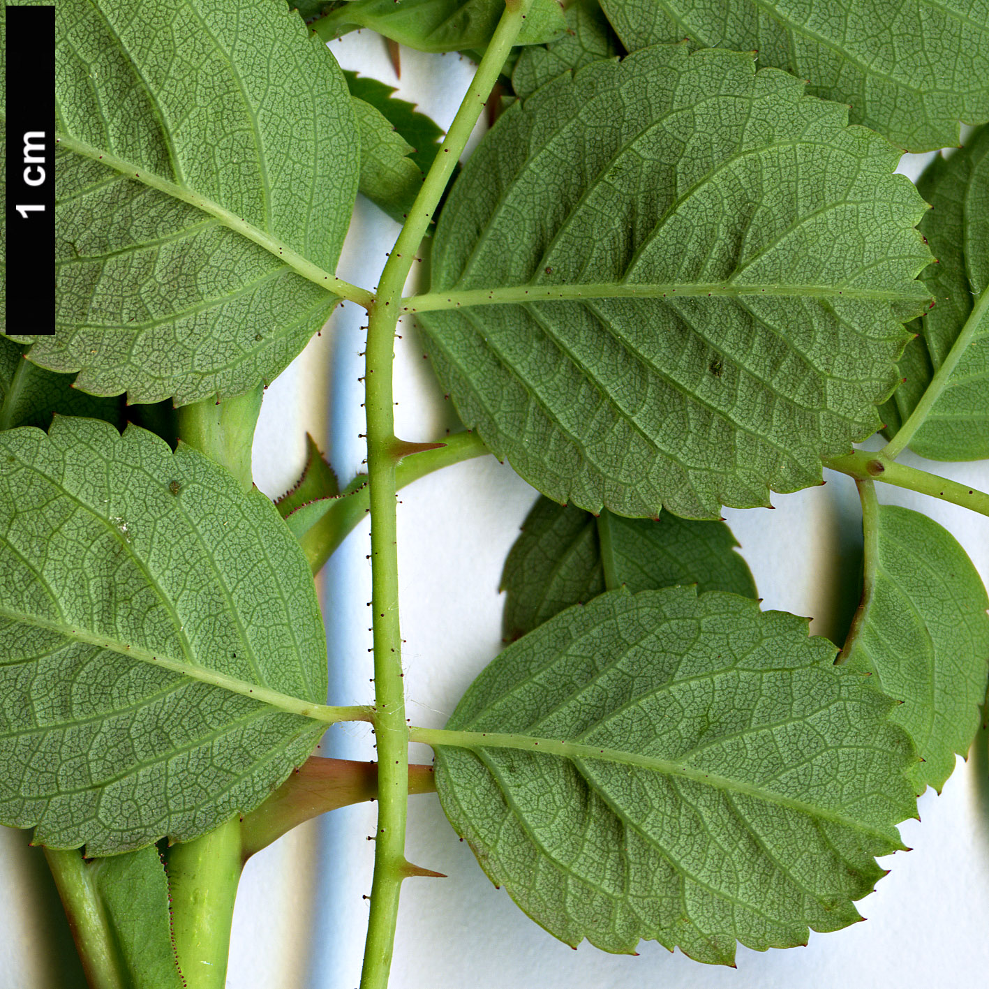 High resolution image: Family: Rosaceae - Genus: Rosa - Taxon: banksiopsis High resolution image: Family: Rosaceae - Genus: Rosa - Taxon: banksiopsis