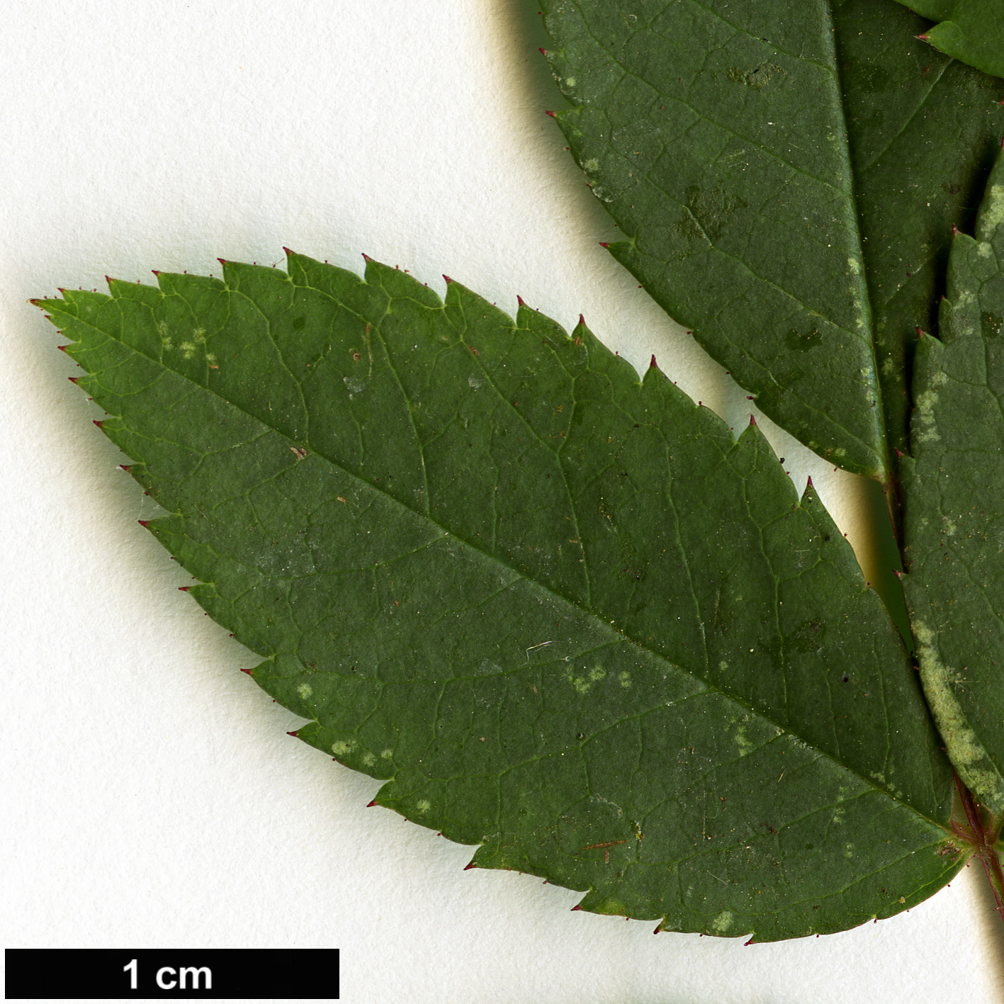 High resolution image: Family: Rosaceae - Genus: Rosa - Taxon: brunonii