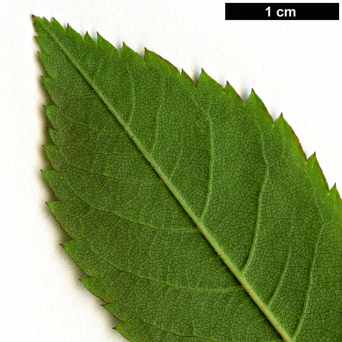 High resolution image: Family: Rosaceae - Genus: Rosa - Taxon: brunonii