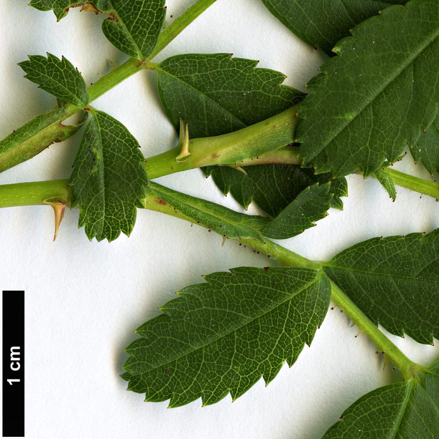 High resolution image: Family: Rosaceae - Genus: Rosa - Taxon: carolina