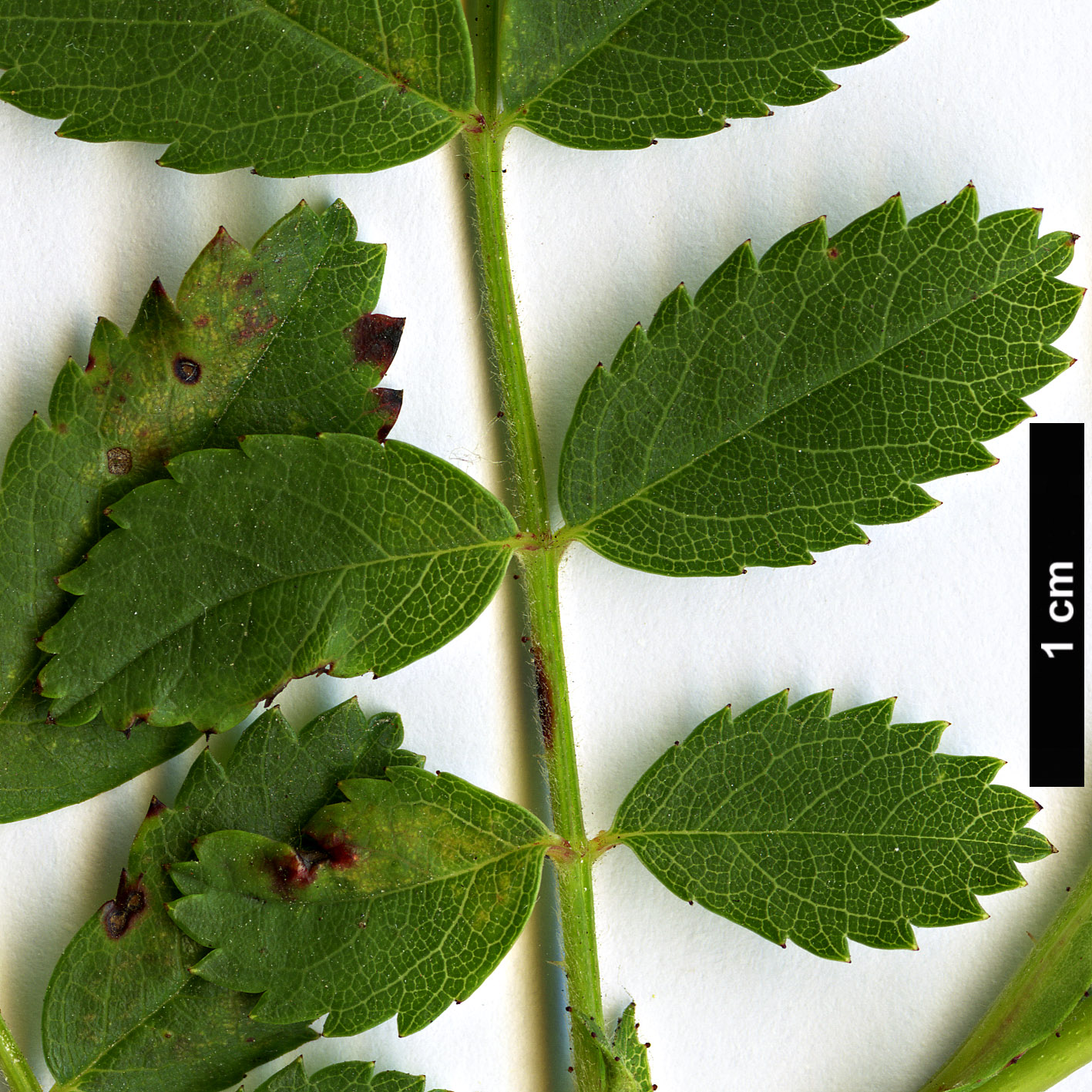 High resolution image: Family: Rosaceae - Genus: Rosa - Taxon: carolina