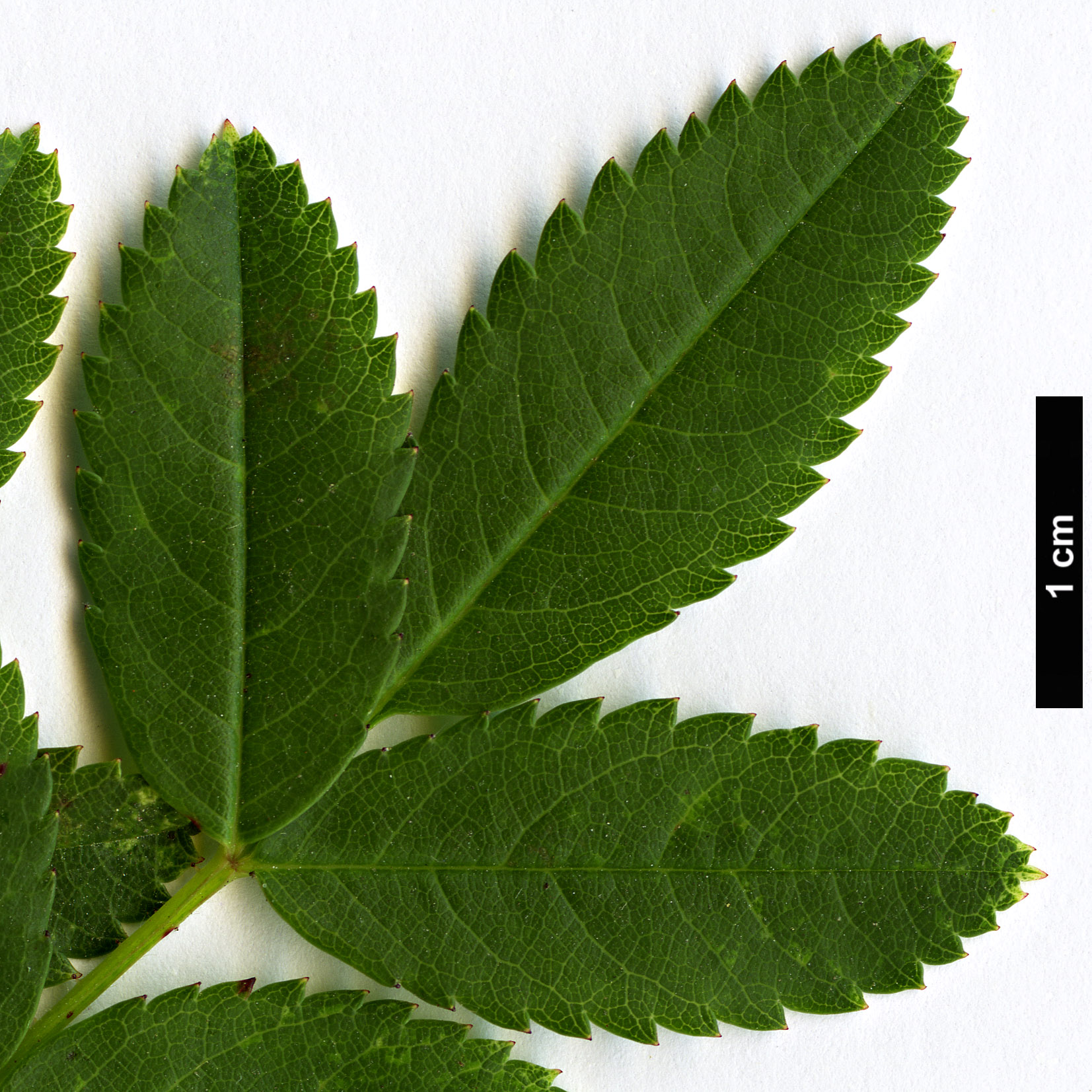 High resolution image: Family: Rosaceae - Genus: Rosa - Taxon: carolina