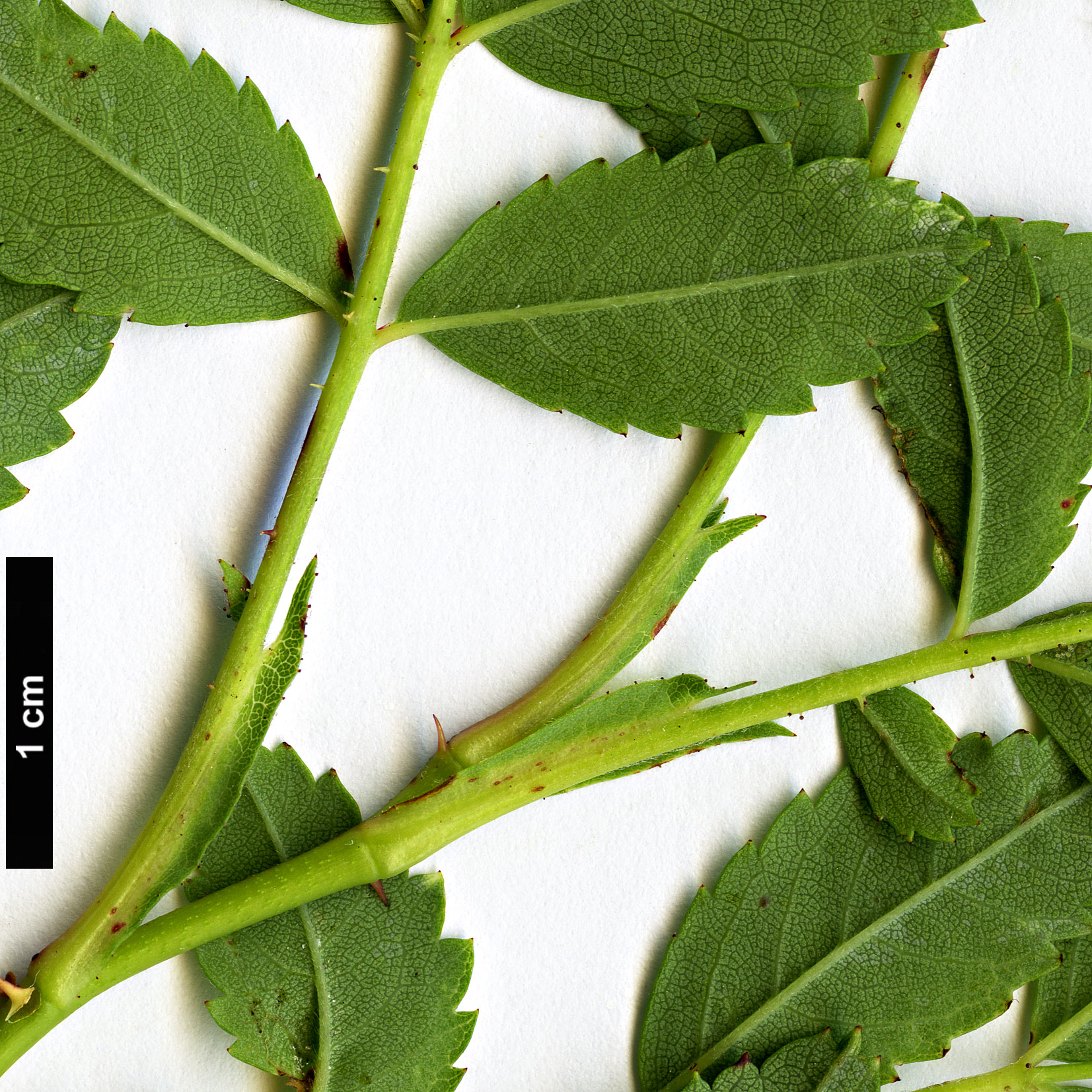 High resolution image: Family: Rosaceae - Genus: Rosa - Taxon: carolina