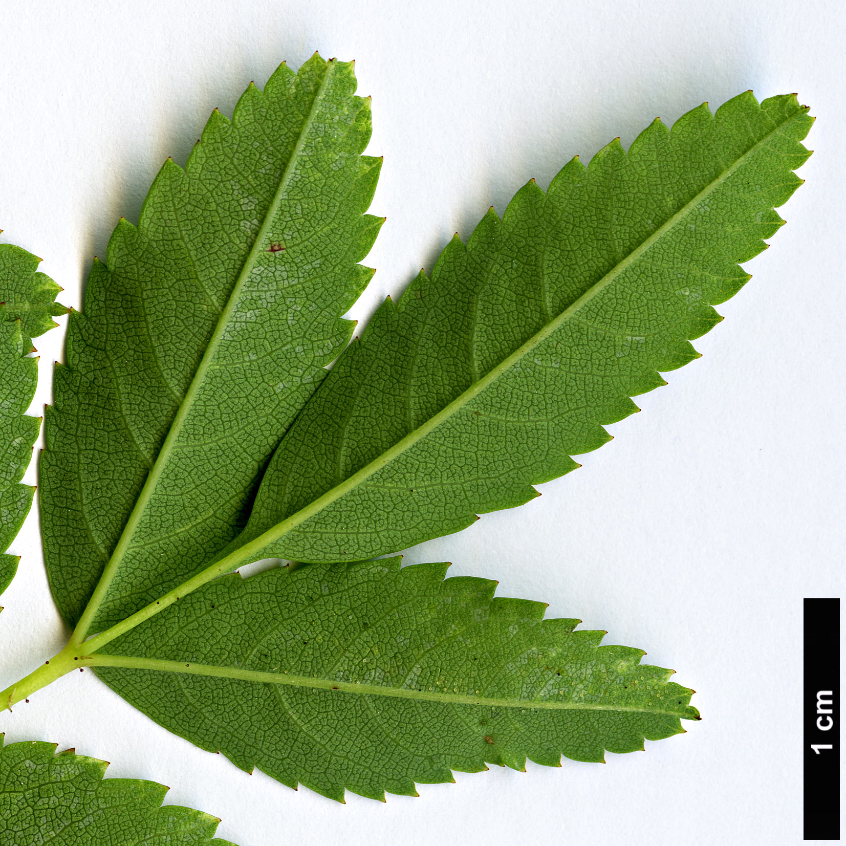 High resolution image: Family: Rosaceae - Genus: Rosa - Taxon: carolina