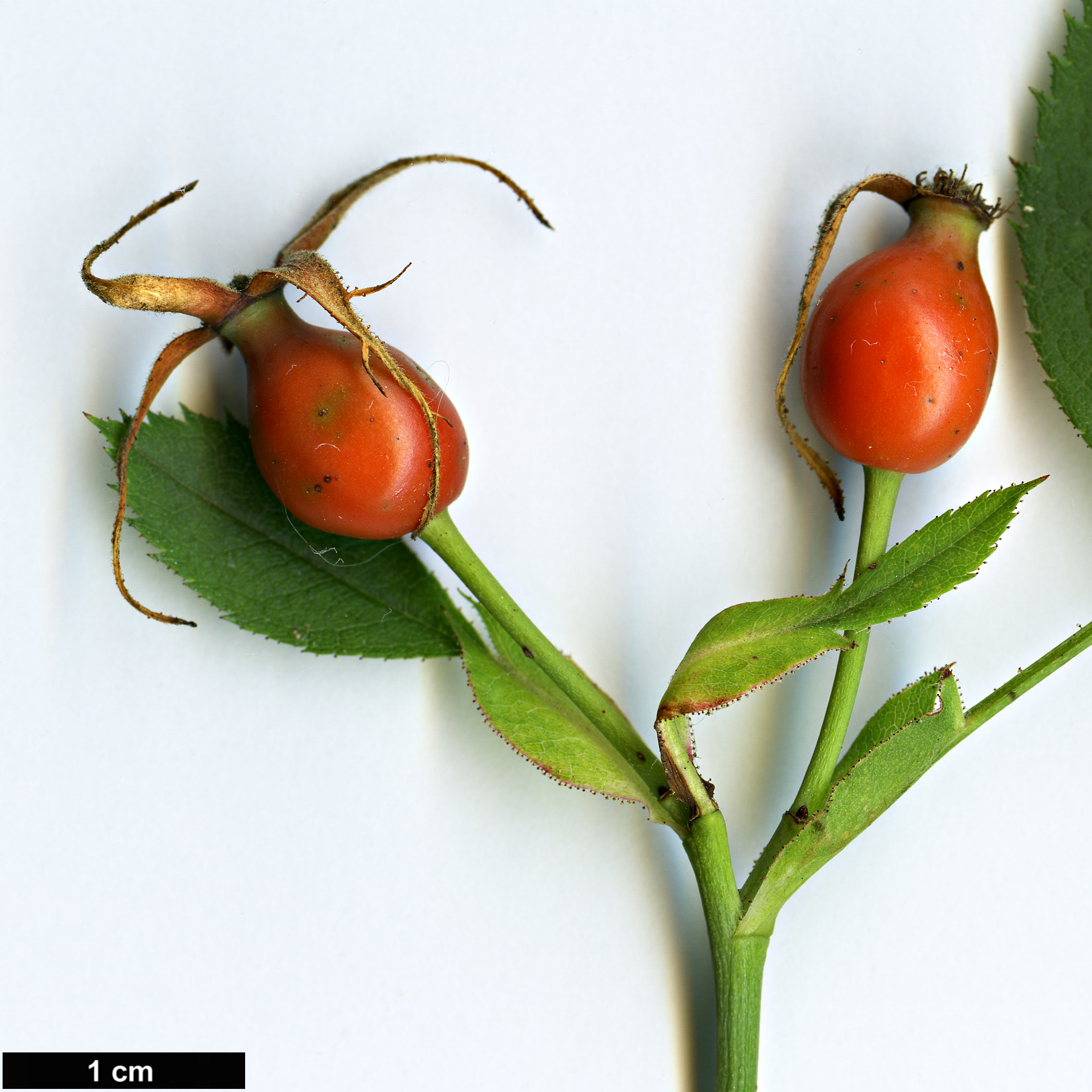 High resolution image: Family: Rosaceae - Genus: Rosa - Taxon: elliptica High resolution image: Family: Rosaceae - Genus: Rosa - Taxon: elliptica