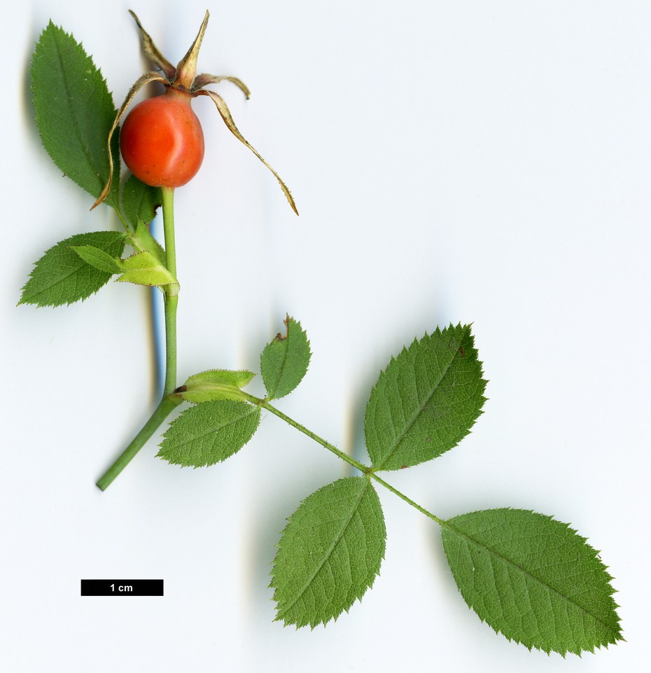 High resolution image: Family: Rosaceae - Genus: Rosa - Taxon: elliptica High resolution image: Family: Rosaceae - Genus: Rosa - Taxon: elliptica