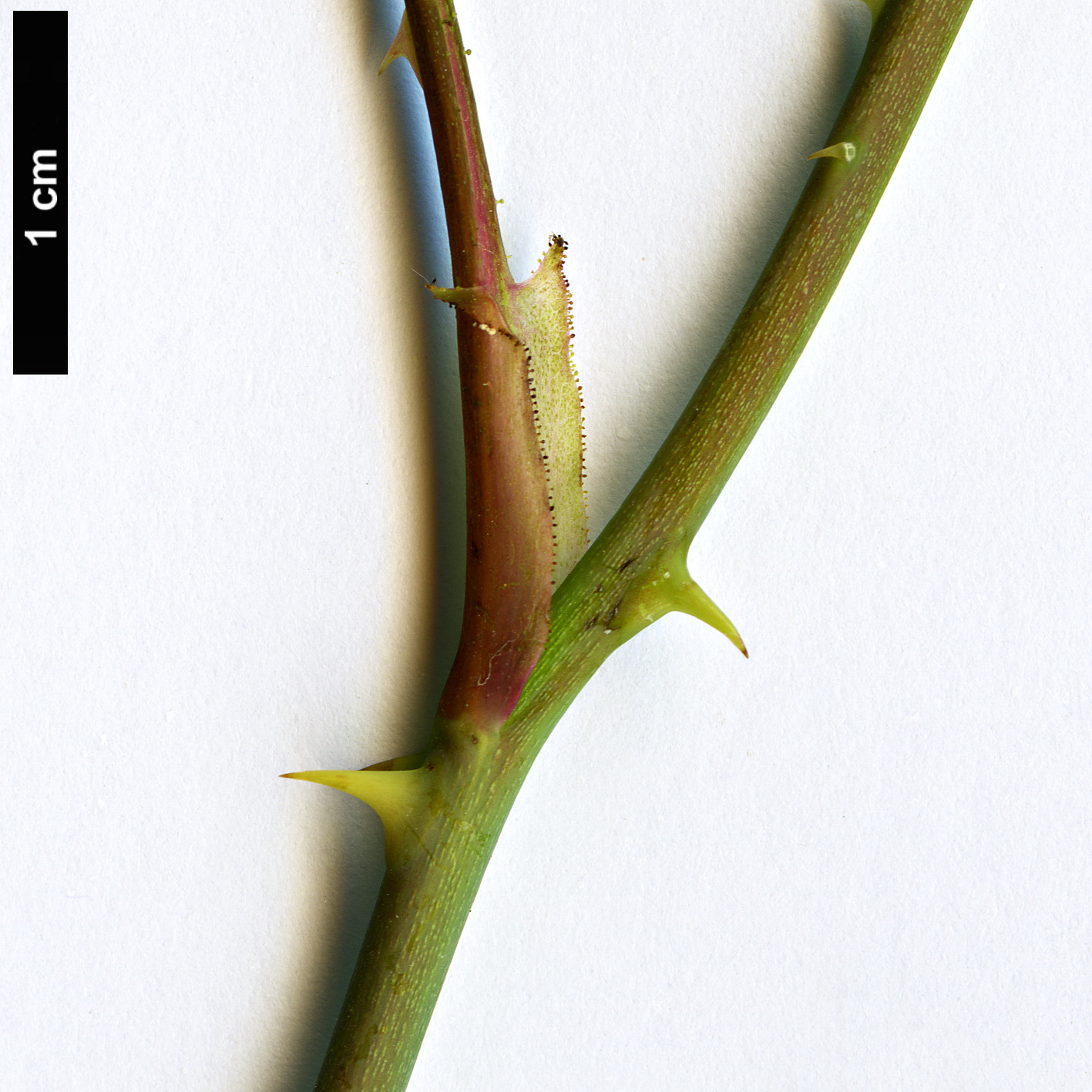 High resolution image: Family: Rosaceae - Genus: Rosa - Taxon: glomerata High resolution image: Family: Rosaceae - Genus: Rosa - Taxon: glomerata
