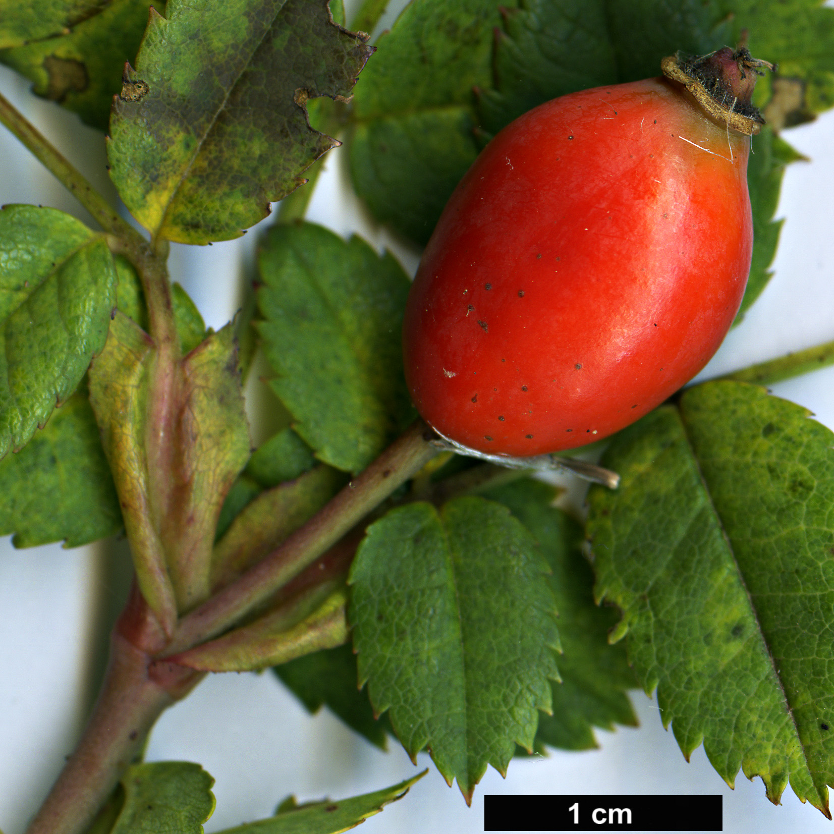 High resolution image: Family: Rosaceae - Genus: Rosa - Taxon: mandonii High resolution image: Family: Rosaceae - Genus: Rosa - Taxon: mandonii