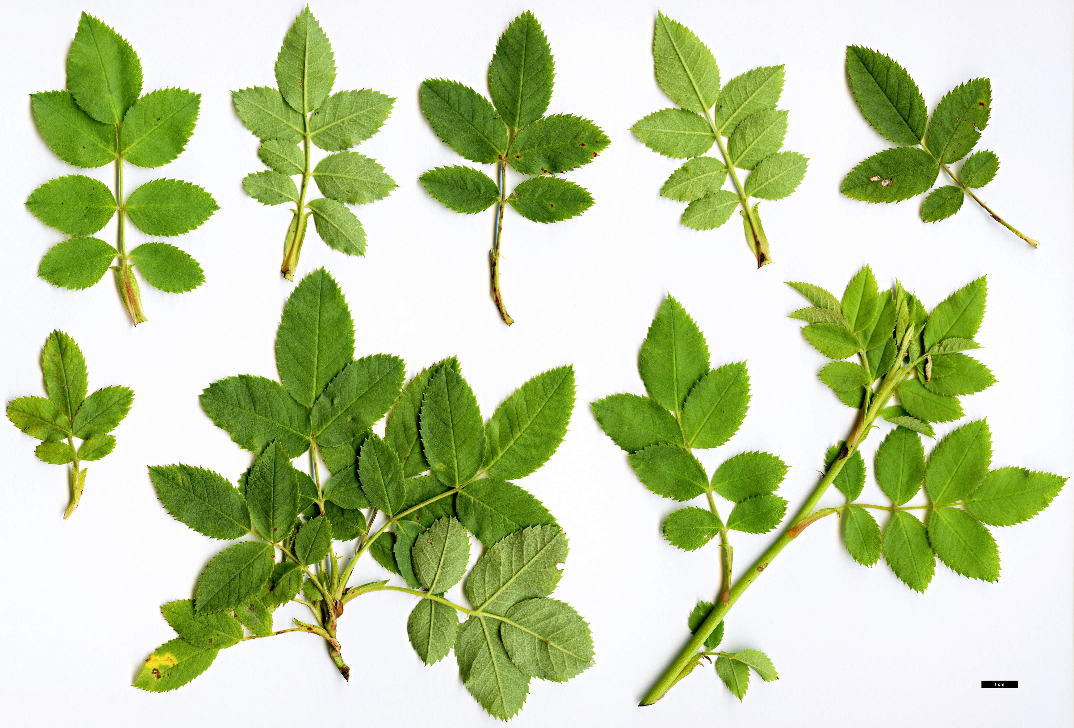 High resolution image: Family: Rosaceae - Genus: Rosa - Taxon: micrantha High resolution image: Family: Rosaceae - Genus: Rosa - Taxon: micrantha