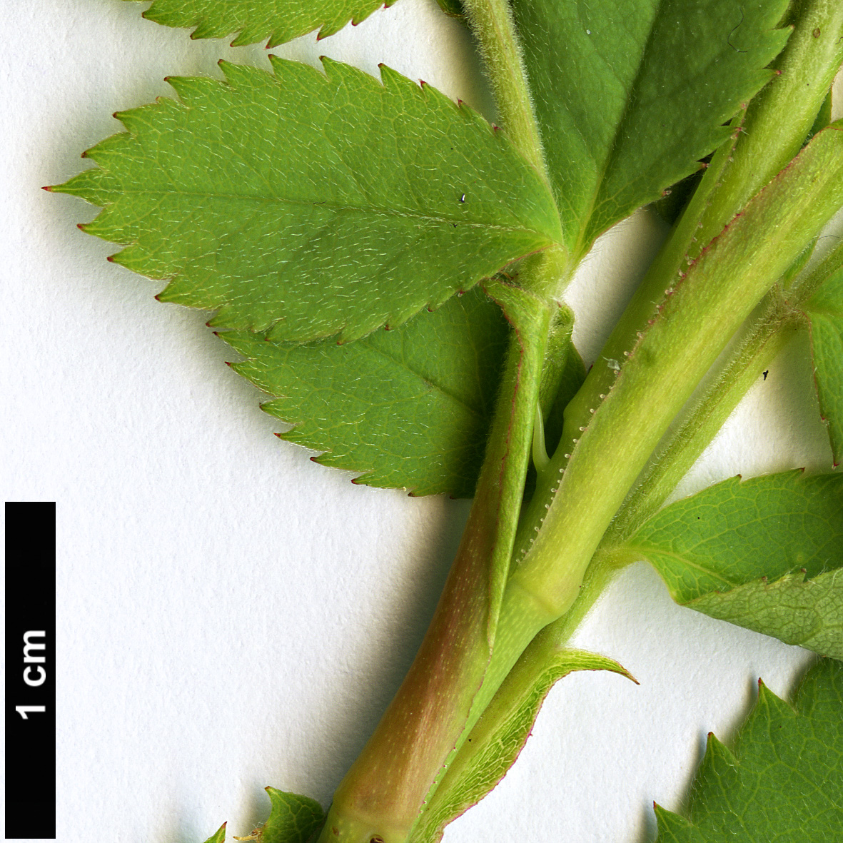 High resolution image: Family: Rosaceae - Genus: Rosa - Taxon: micrantha High resolution image: Family: Rosaceae - Genus: Rosa - Taxon: micrantha