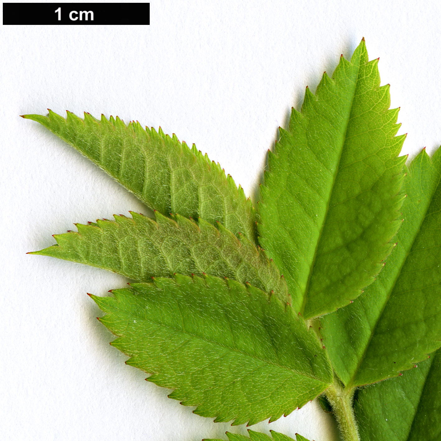 High resolution image: Family: Rosaceae - Genus: Rosa - Taxon: micrantha High resolution image: Family: Rosaceae - Genus: Rosa - Taxon: micrantha