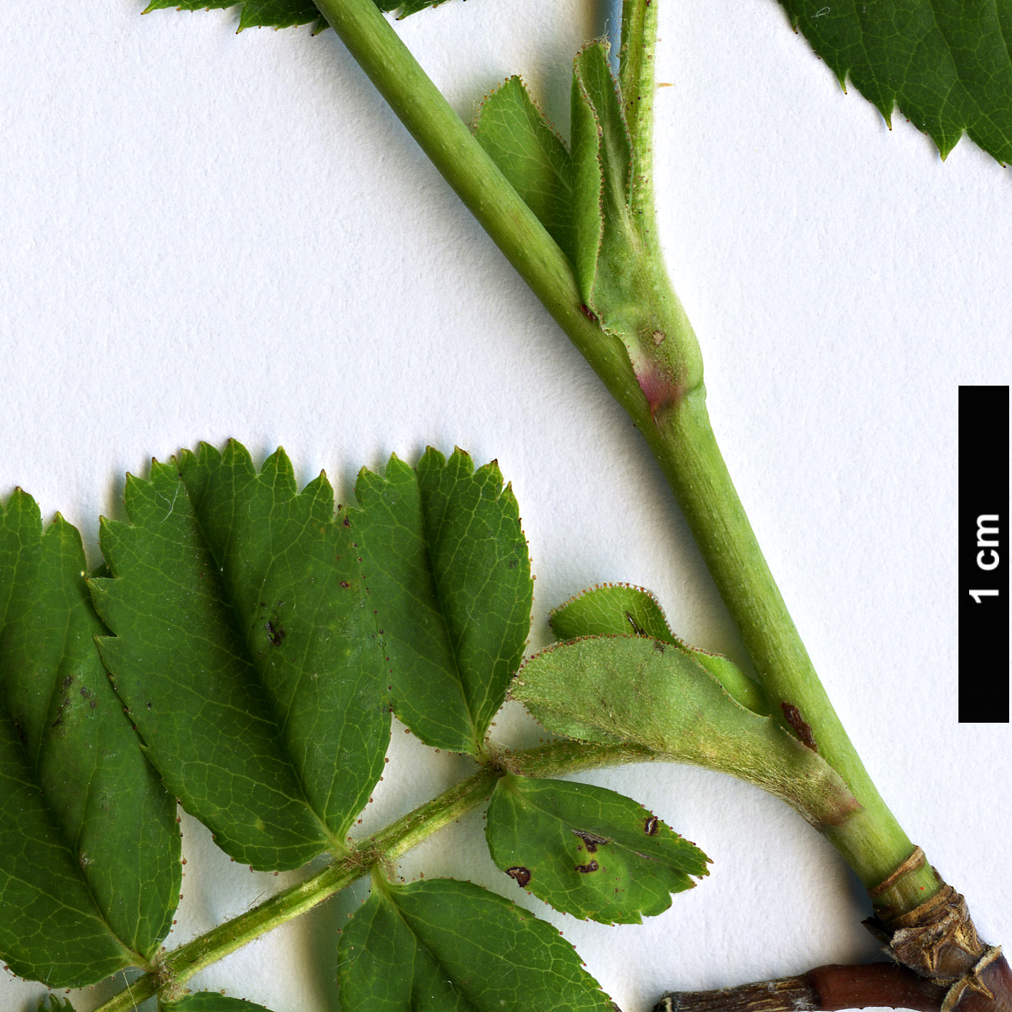 High resolution image: Family: Rosaceae - Genus: Rosa - Taxon: moyesii High resolution image: Family: Rosaceae - Genus: Rosa - Taxon: moyesii