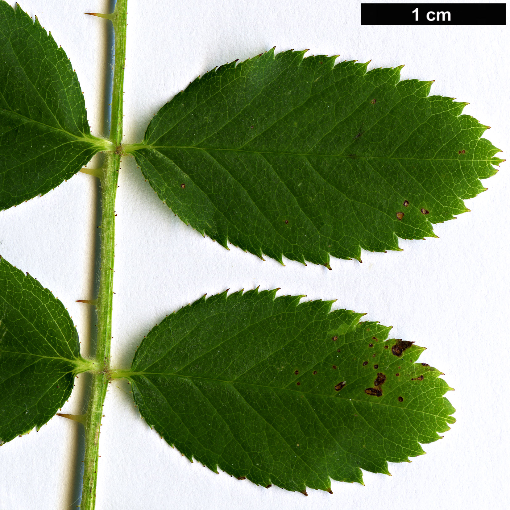 High resolution image: Family: Rosaceae - Genus: Rosa - Taxon: moyesii High resolution image: Family: Rosaceae - Genus: Rosa - Taxon: moyesii