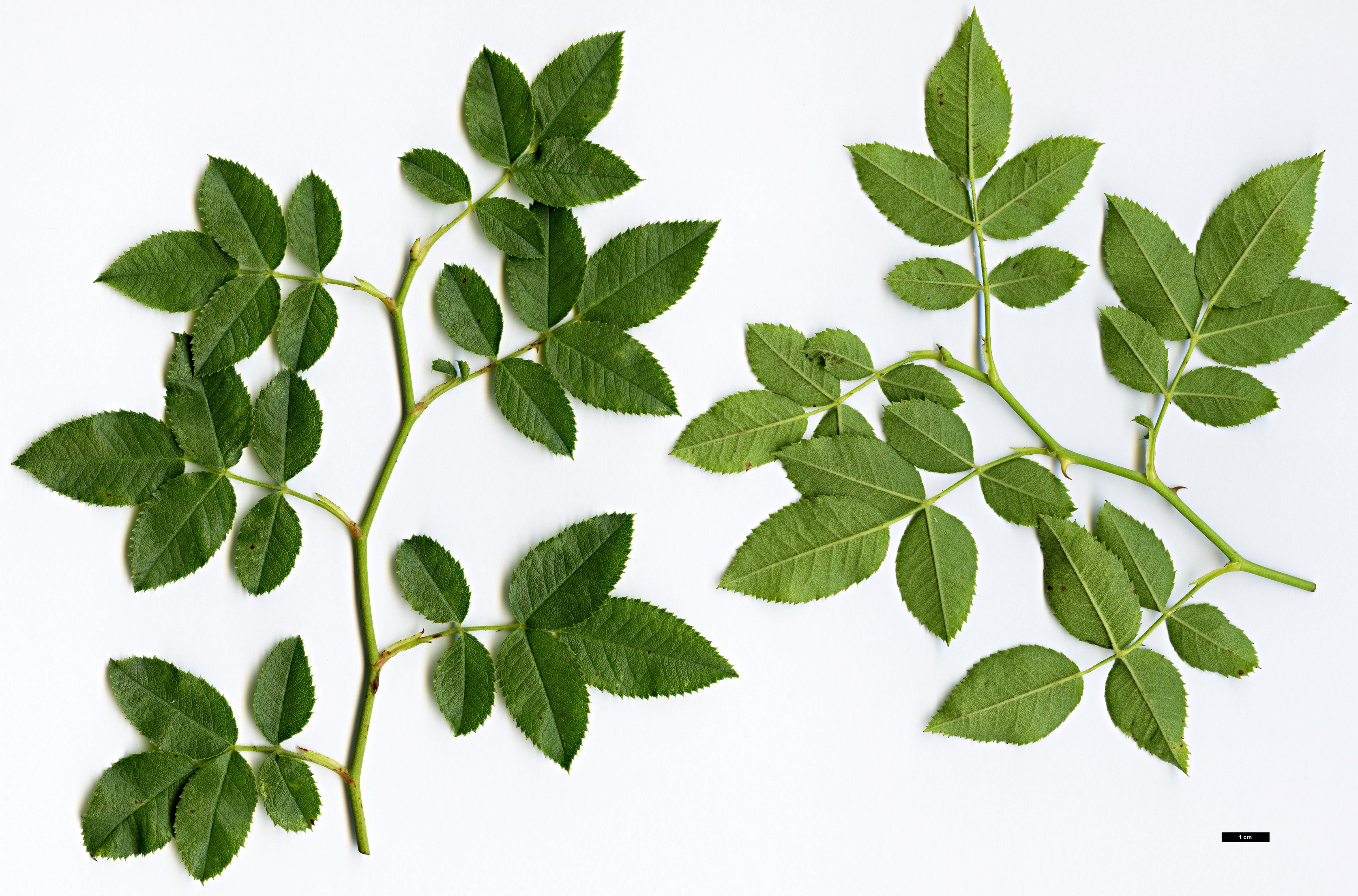 High resolution image: Family: Rosaceae - Genus: Rosa - Taxon: obtusifolia