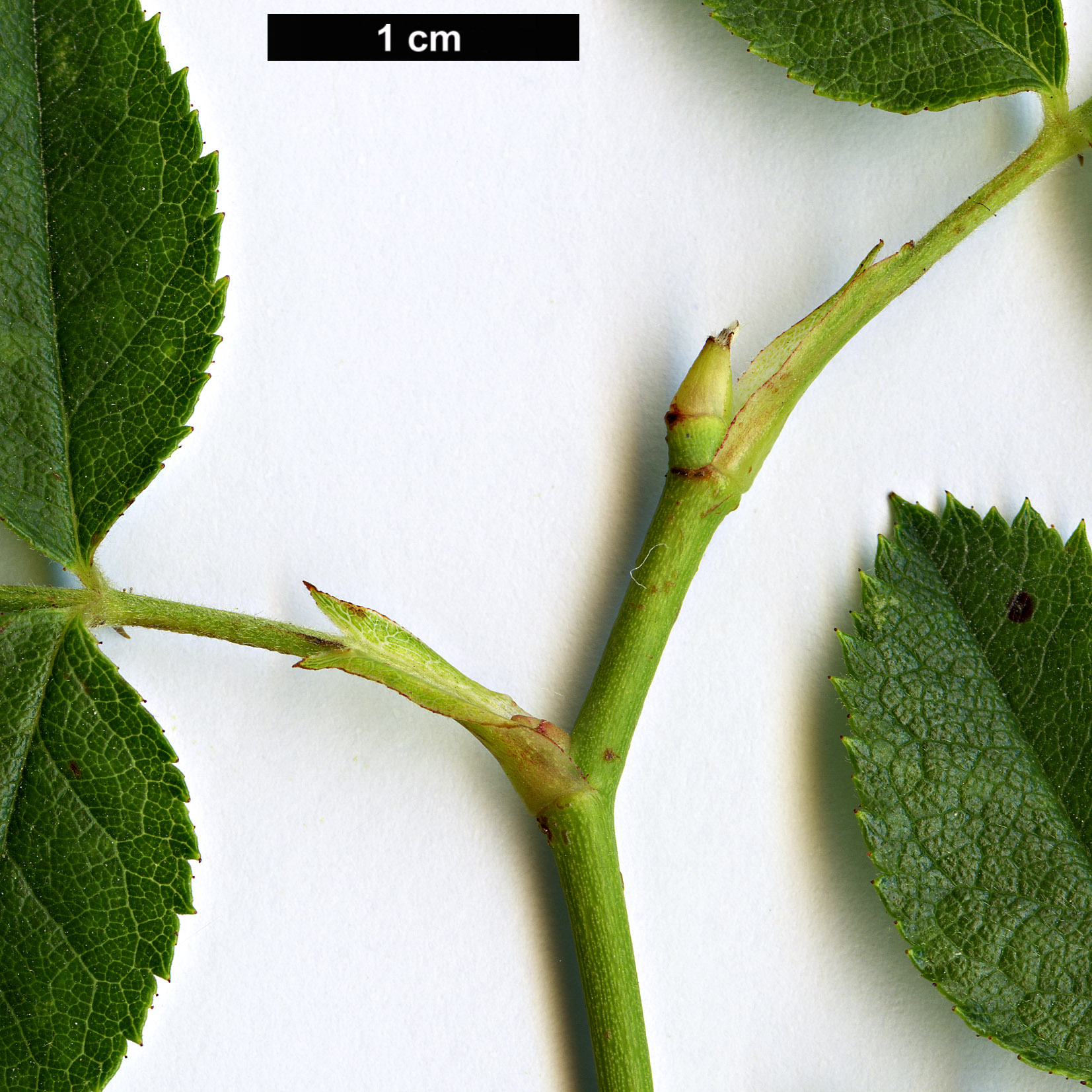 High resolution image: Family: Rosaceae - Genus: Rosa - Taxon: obtusifolia