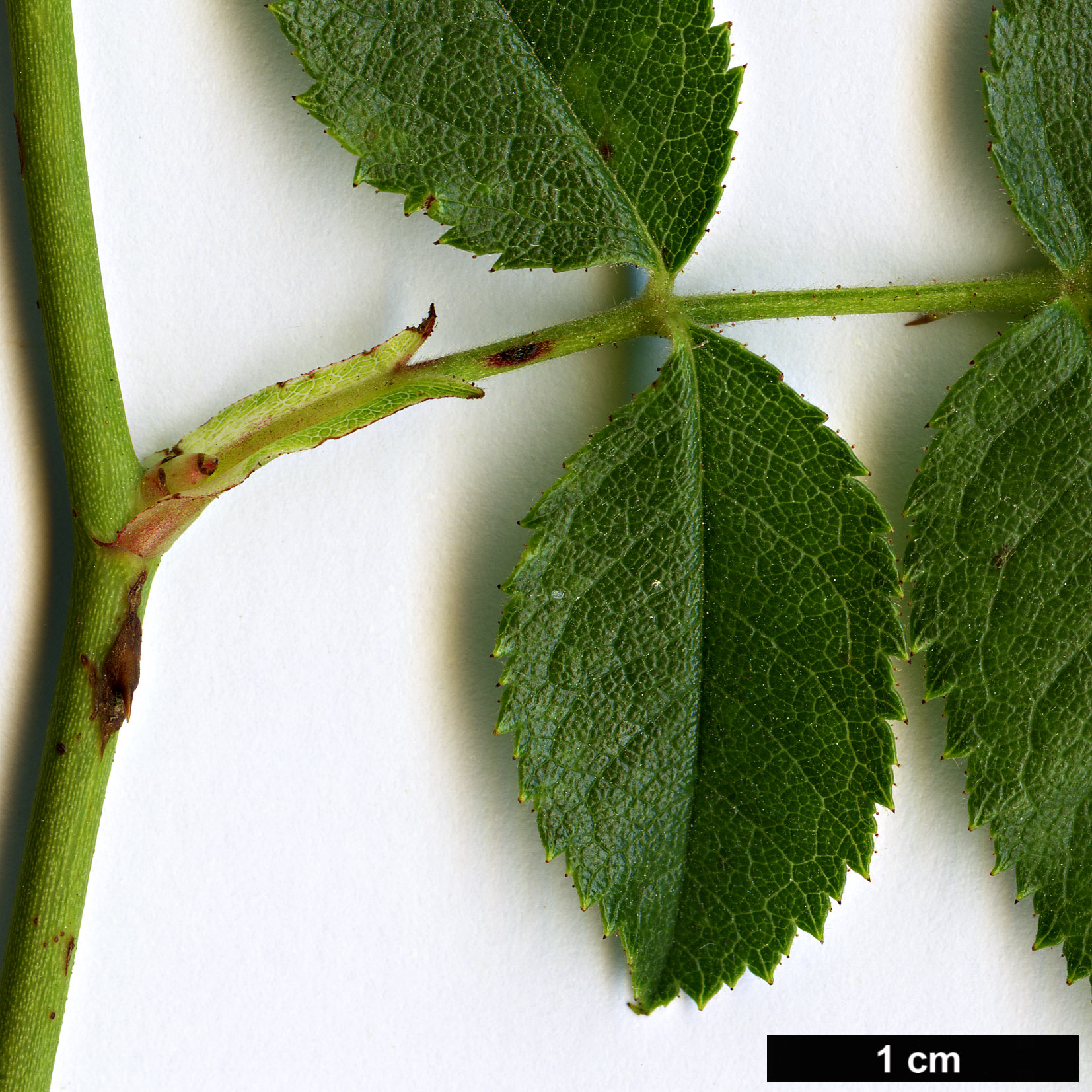 High resolution image: Family: Rosaceae - Genus: Rosa - Taxon: obtusifolia High resolution image: Family: Rosaceae - Genus: Rosa - Taxon: obtusifolia
