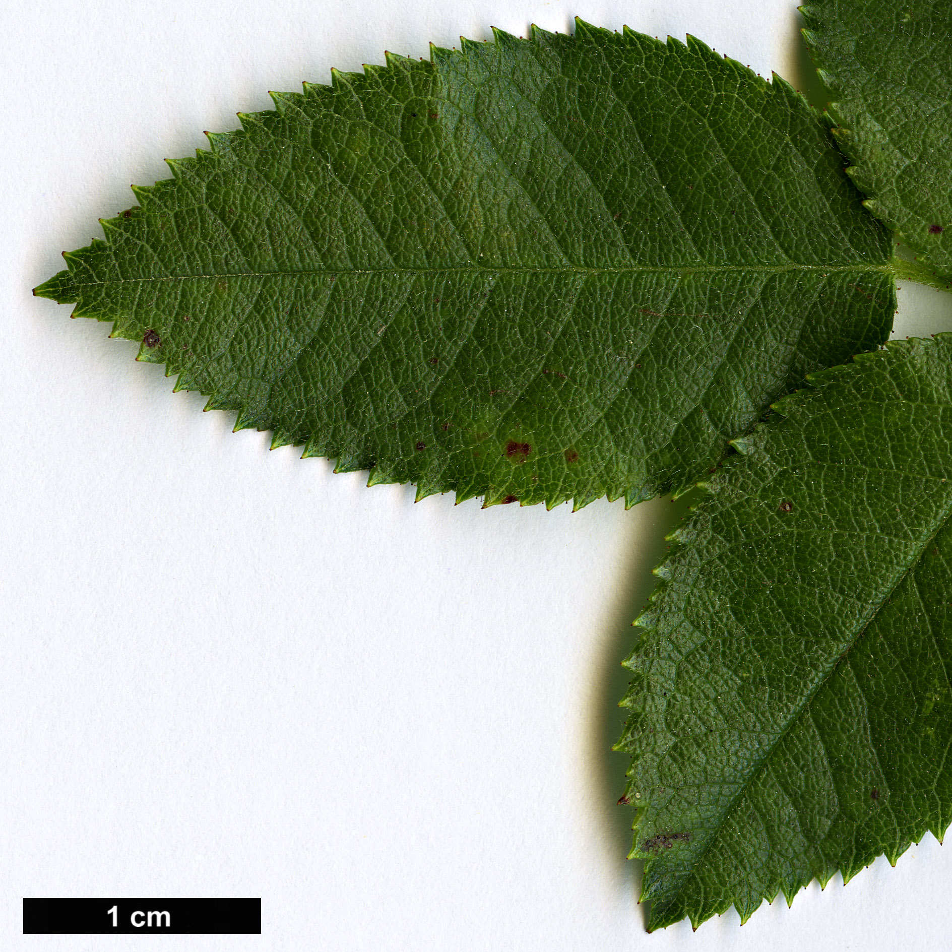 High resolution image: Family: Rosaceae - Genus: Rosa - Taxon: obtusifolia