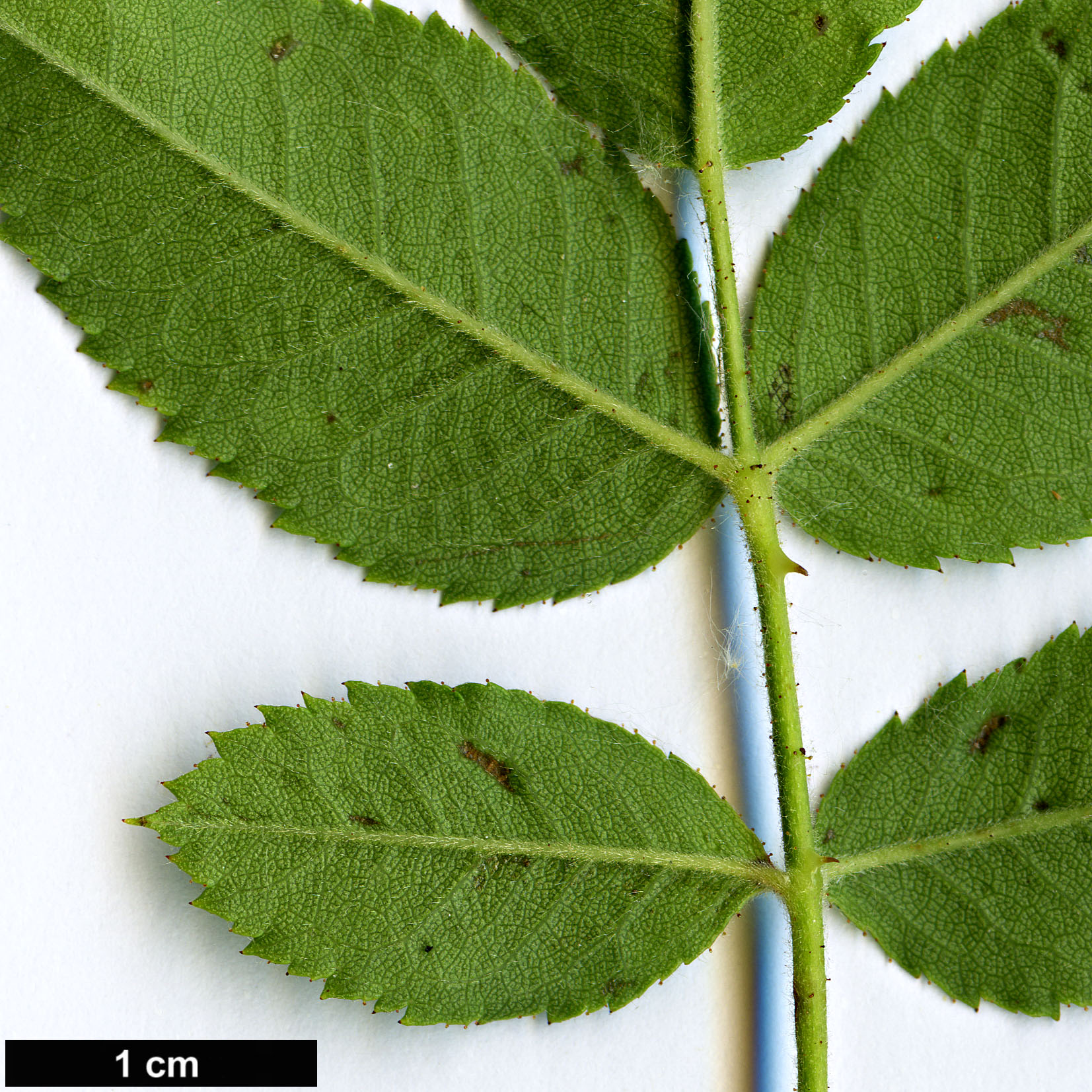 High resolution image: Family: Rosaceae - Genus: Rosa - Taxon: obtusifolia