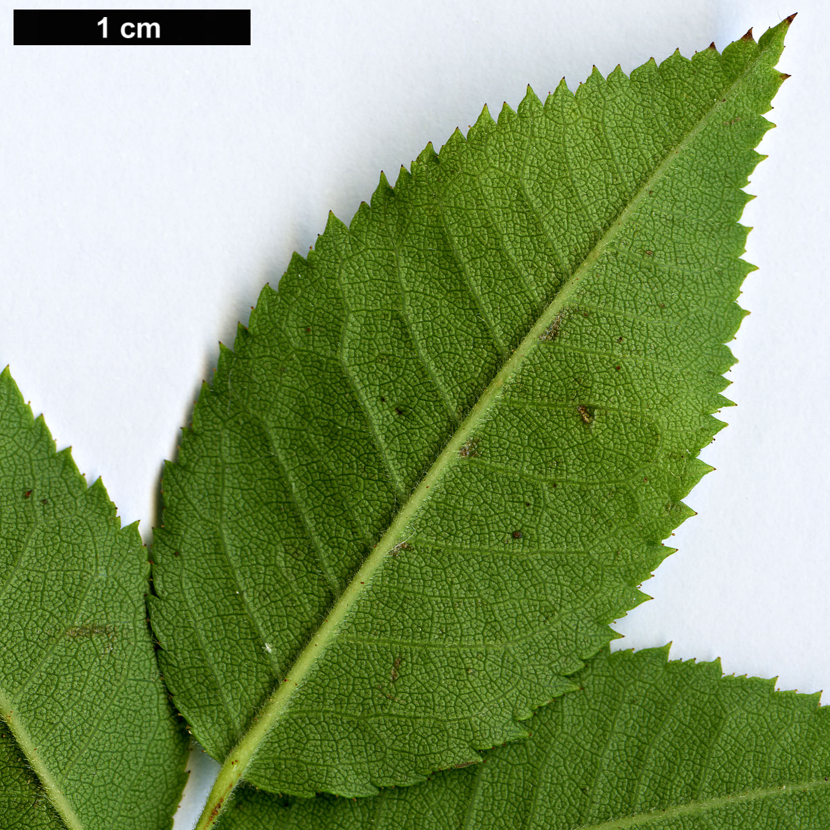 High resolution image: Family: Rosaceae - Genus: Rosa - Taxon: obtusifolia