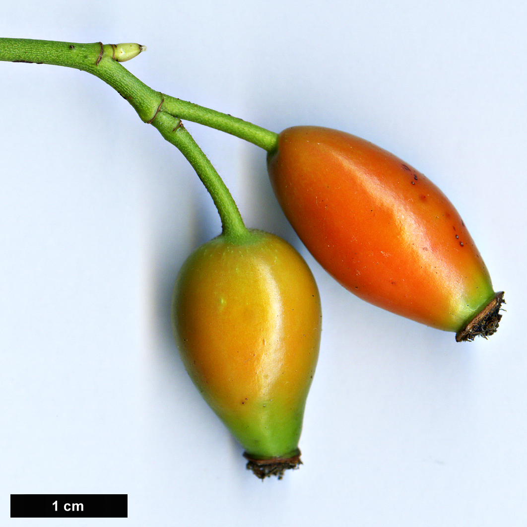 High resolution image: Family: Rosaceae - Genus: Rosa - Taxon: obtusifolia