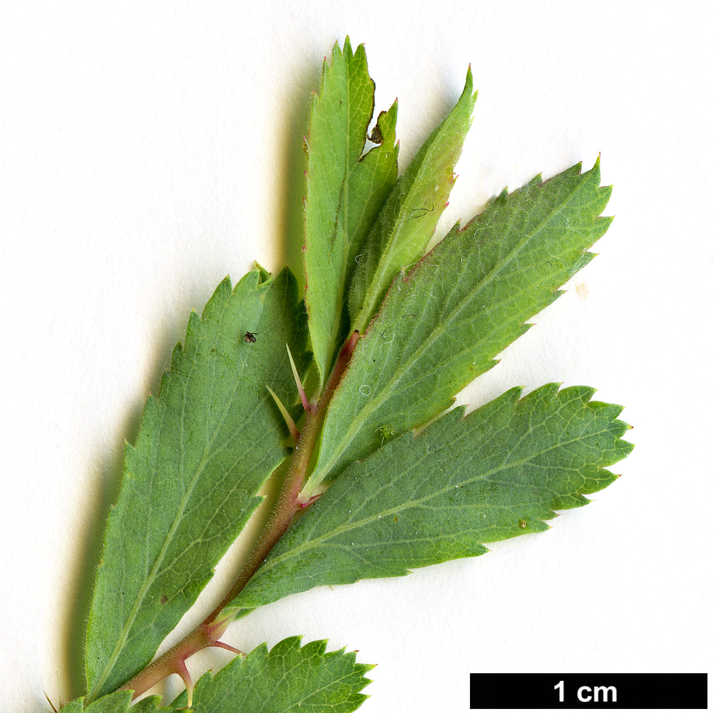 High resolution image: Family: Rosaceae - Genus: Rosa - Taxon: persica