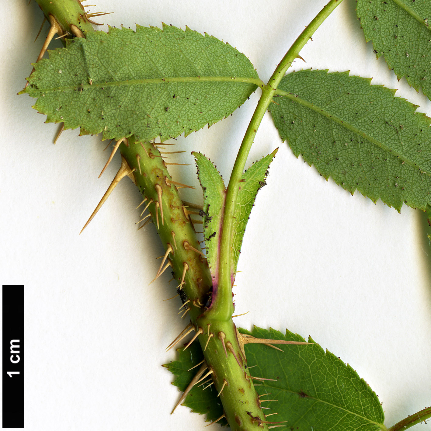 High resolution image: Family: Rosaceae - Genus: Rosa - Taxon: pimpinellifolia High resolution image: Family: Rosaceae - Genus: Rosa - Taxon: pimpinellifolia