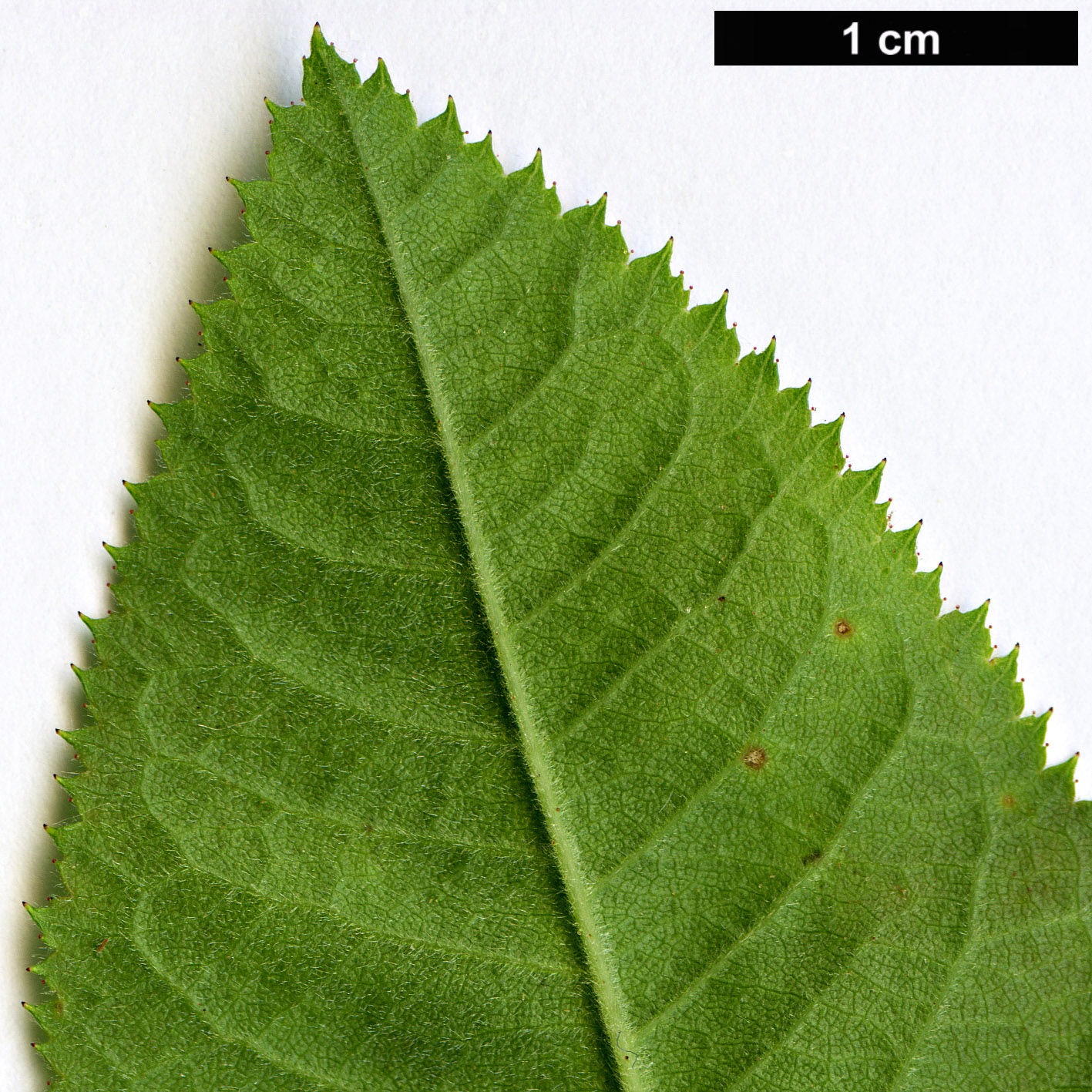 High resolution image: Family: Rosaceae - Genus: Rosa - Taxon: pseudoscabriuscula